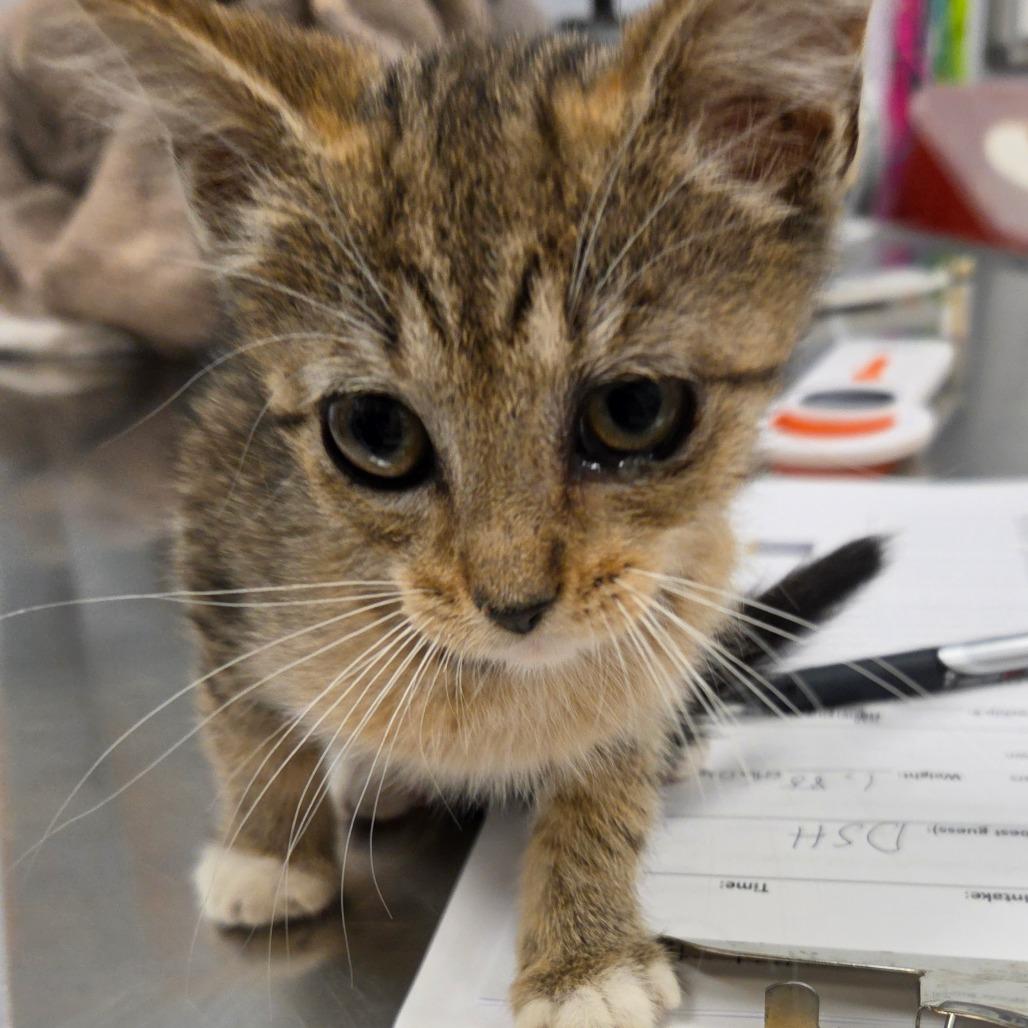 Enlarge Simone, a Adoptable mixed breed in Madisonville, TN image 2/3