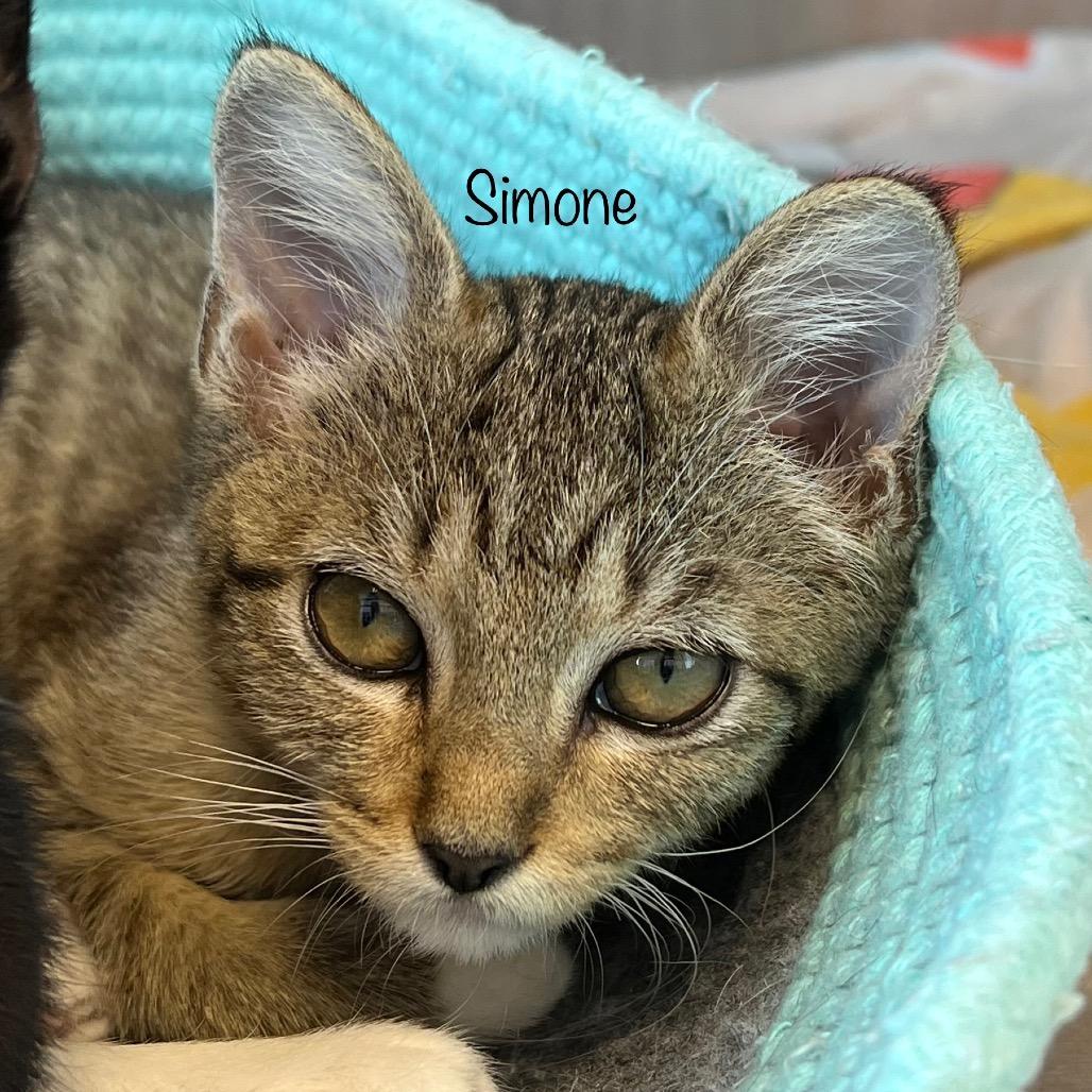 Enlarge Simone, a Adoptable mixed breed in Madisonville, TN image 3/3