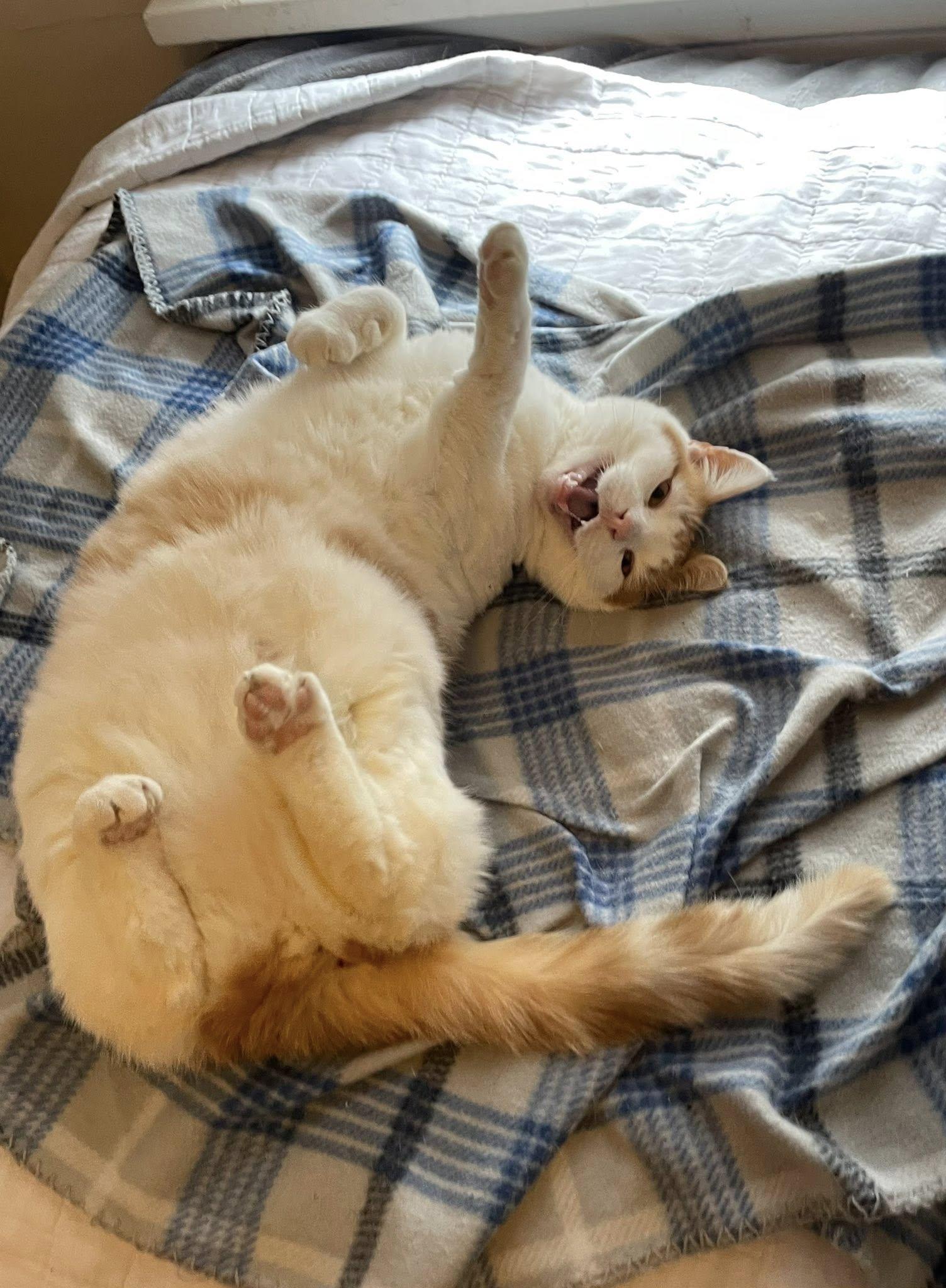 Enlarge Sora, a ADOPTABLE Domestic Short Hair in Dellslow, WV image 2/6