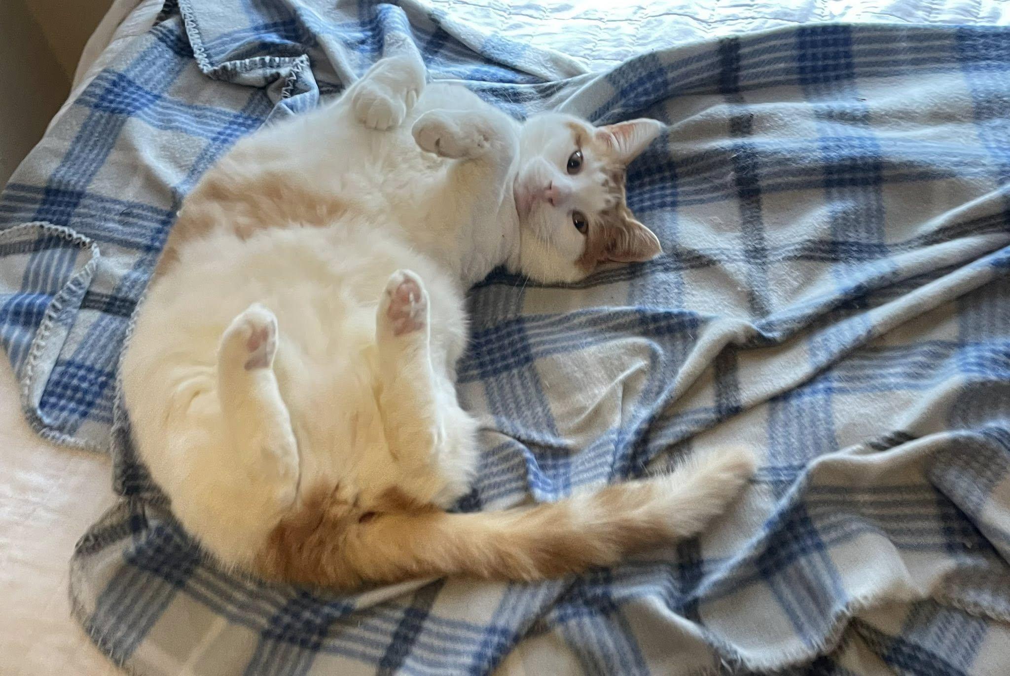 Enlarge Sora, a ADOPTABLE Domestic Short Hair in Dellslow, WV image 6/6