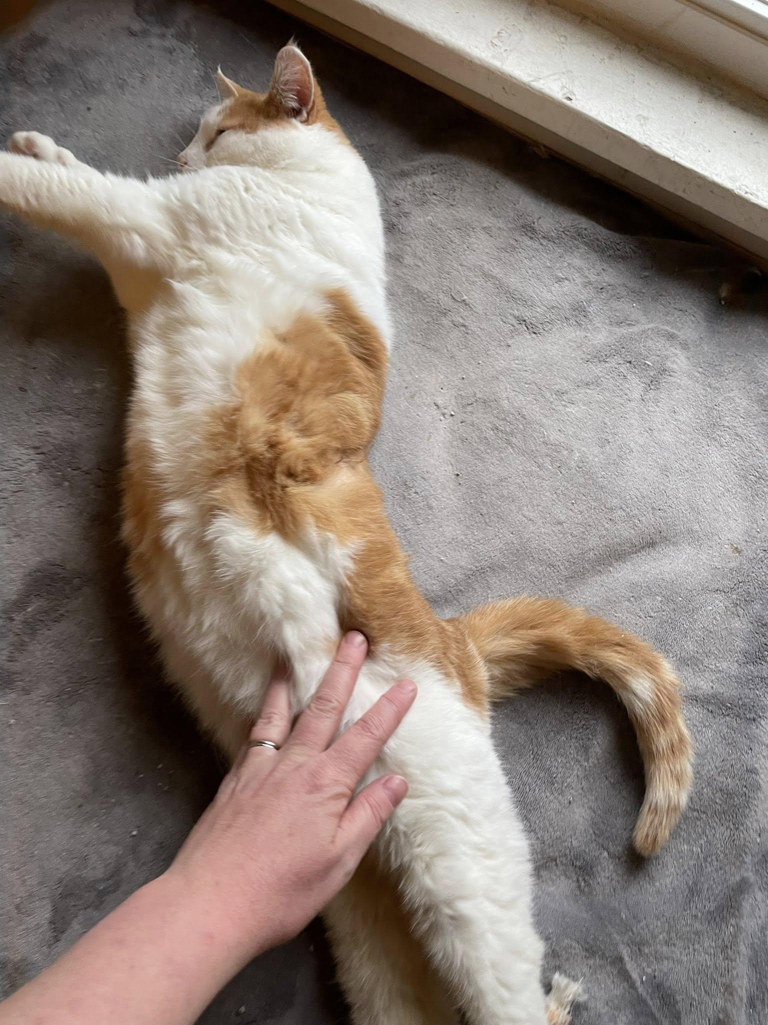 Enlarge Sora, a ADOPTABLE Domestic Short Hair in Dellslow, WV image 1/6