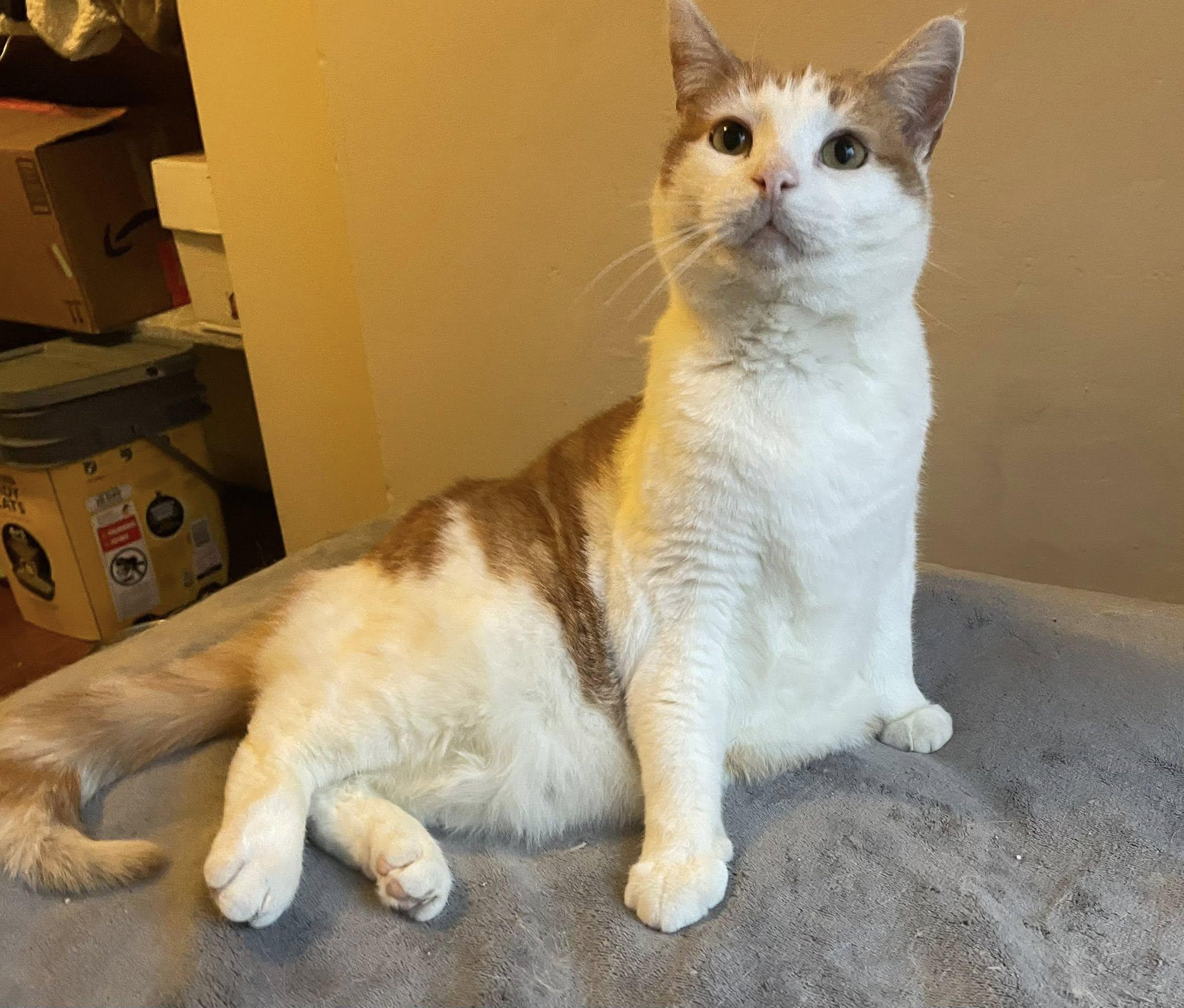 Enlarge Sora, a ADOPTABLE Domestic Short Hair in Dellslow, WV image 4/6