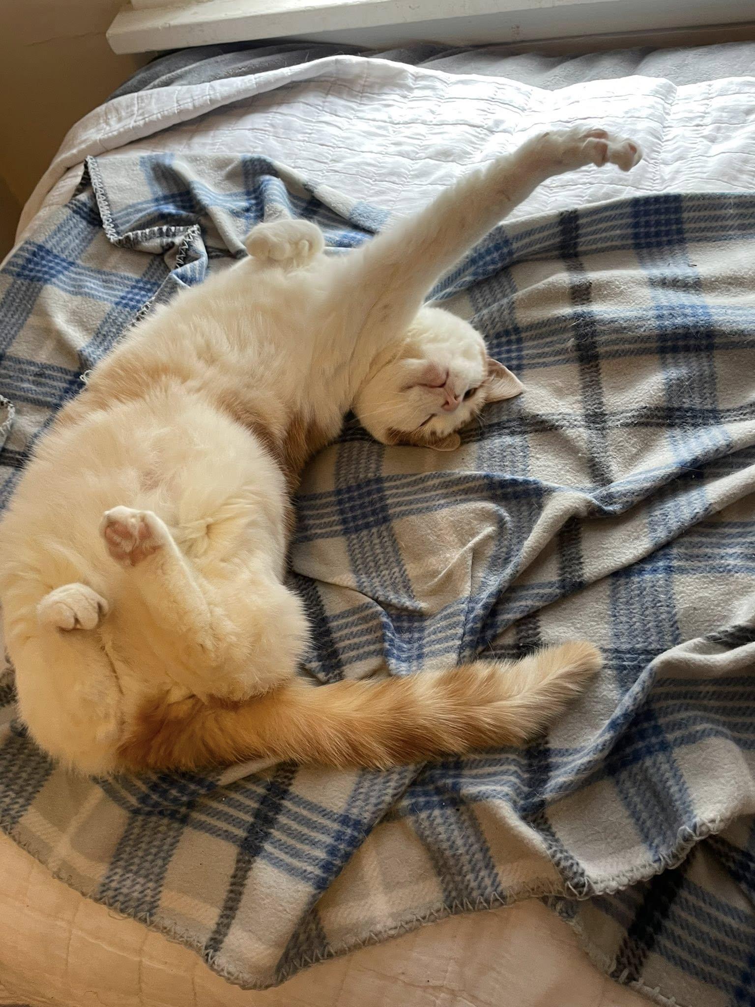 Enlarge Sora, a ADOPTABLE Domestic Short Hair in Dellslow, WV image 5/6