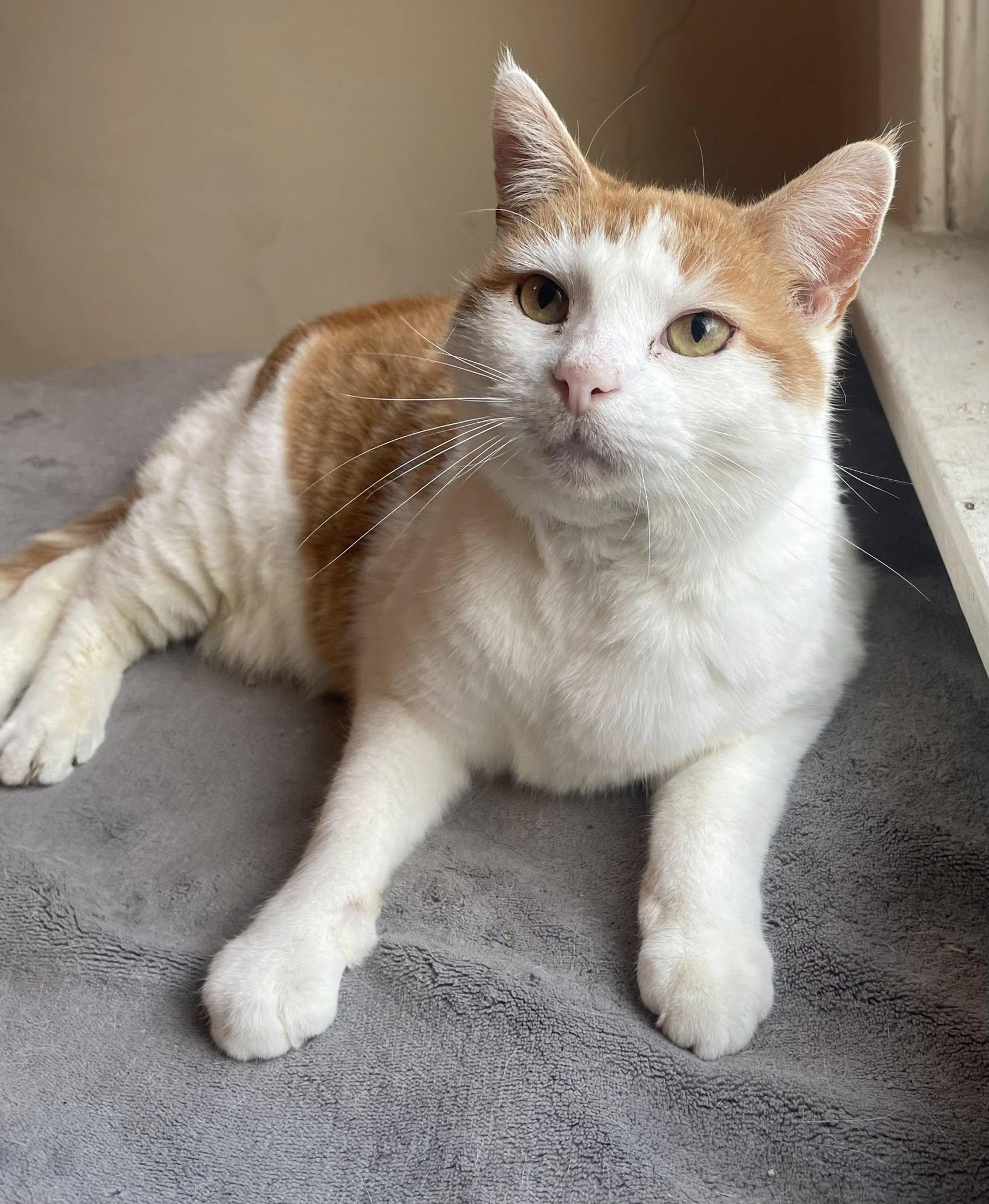 Enlarge Sora, a ADOPTABLE Domestic Short Hair in Dellslow, WV image 3/6