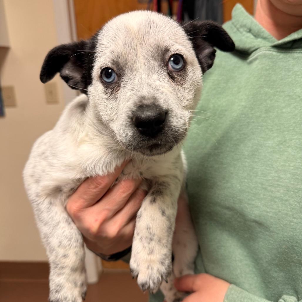 Enlarge Spotty, a Adoptable Mixed Breed in Hendersonville, NC image 1/2