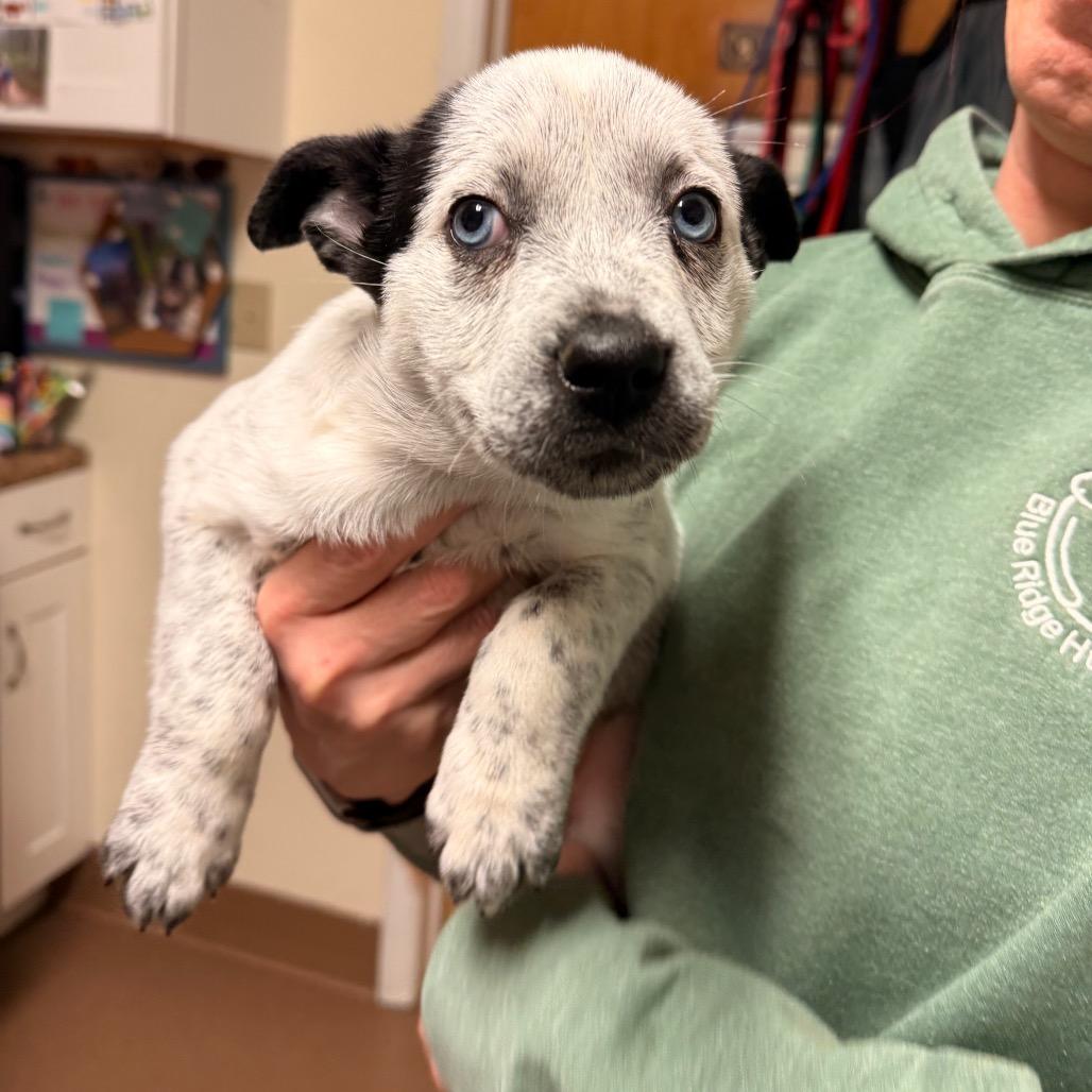 Enlarge Spotty, a Adoptable Mixed Breed in Hendersonville, NC image 2/2