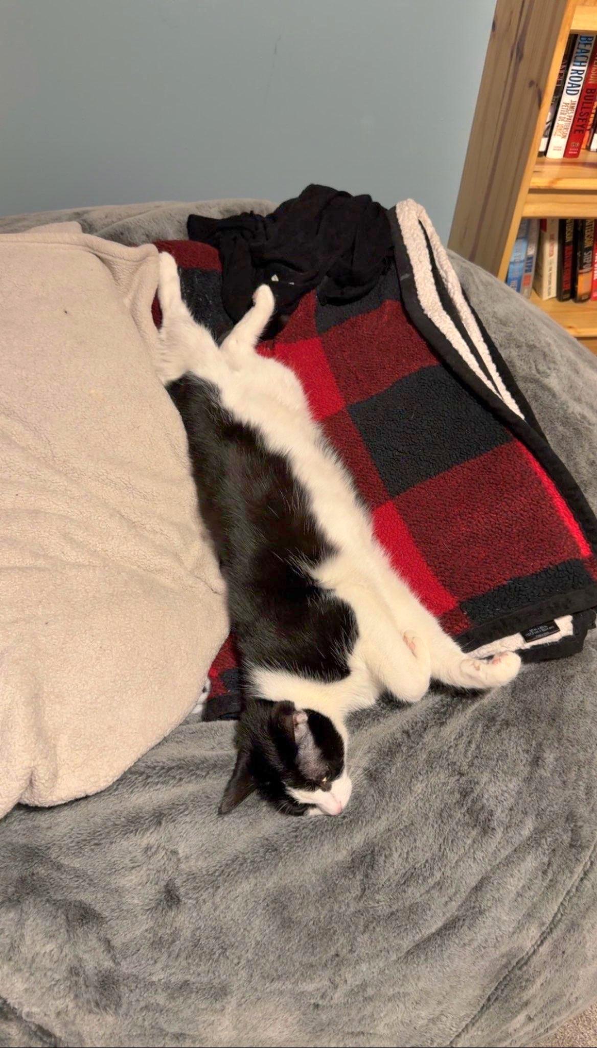 Enlarge Colt - Bonded sibling pair, a Adoptable Domestic Short Hair in Muskego, WI image 6/6