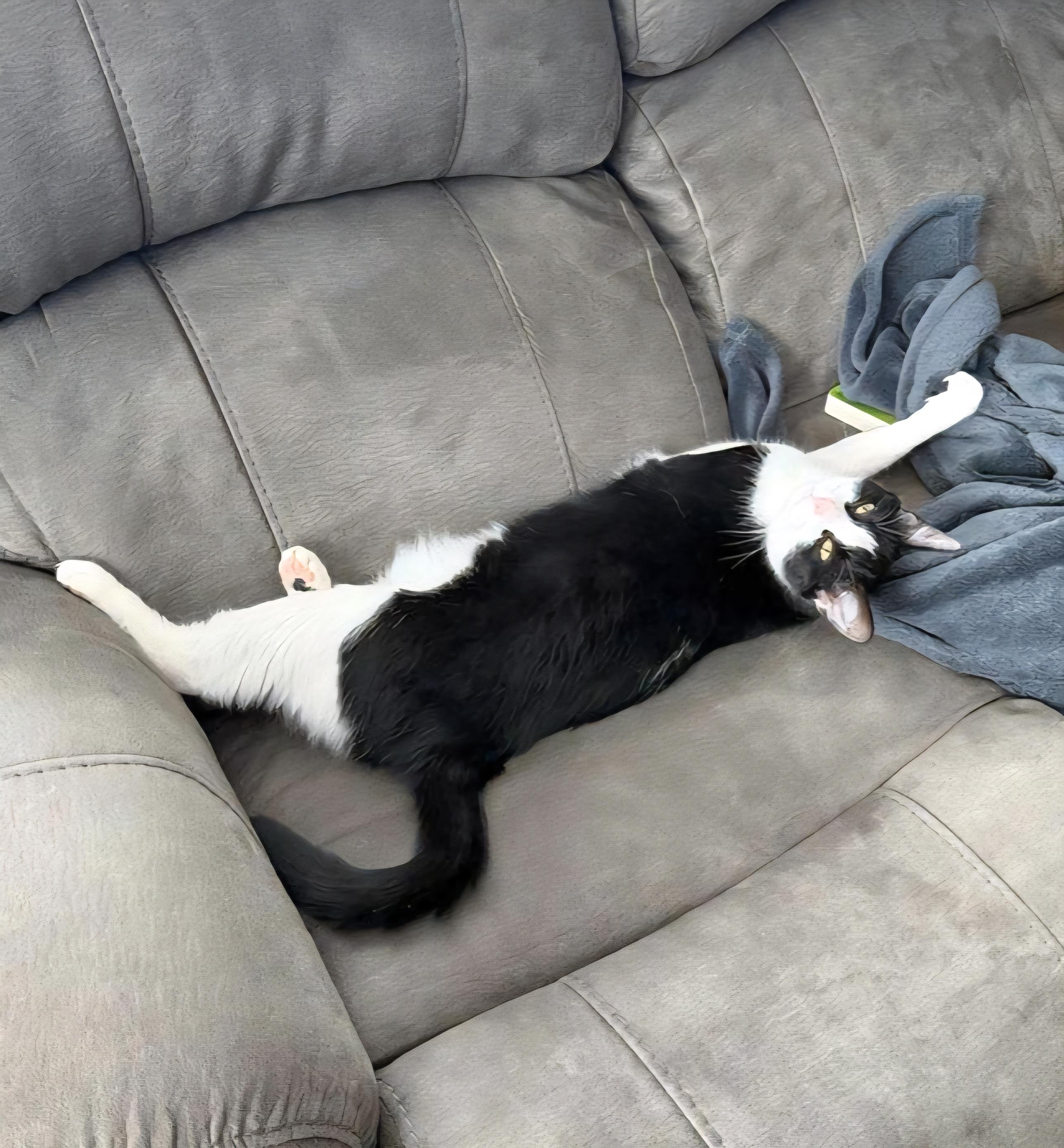 Enlarge Colt - Bonded sibling pair, a Adoptable Domestic Short Hair in Muskego, WI image 2/6