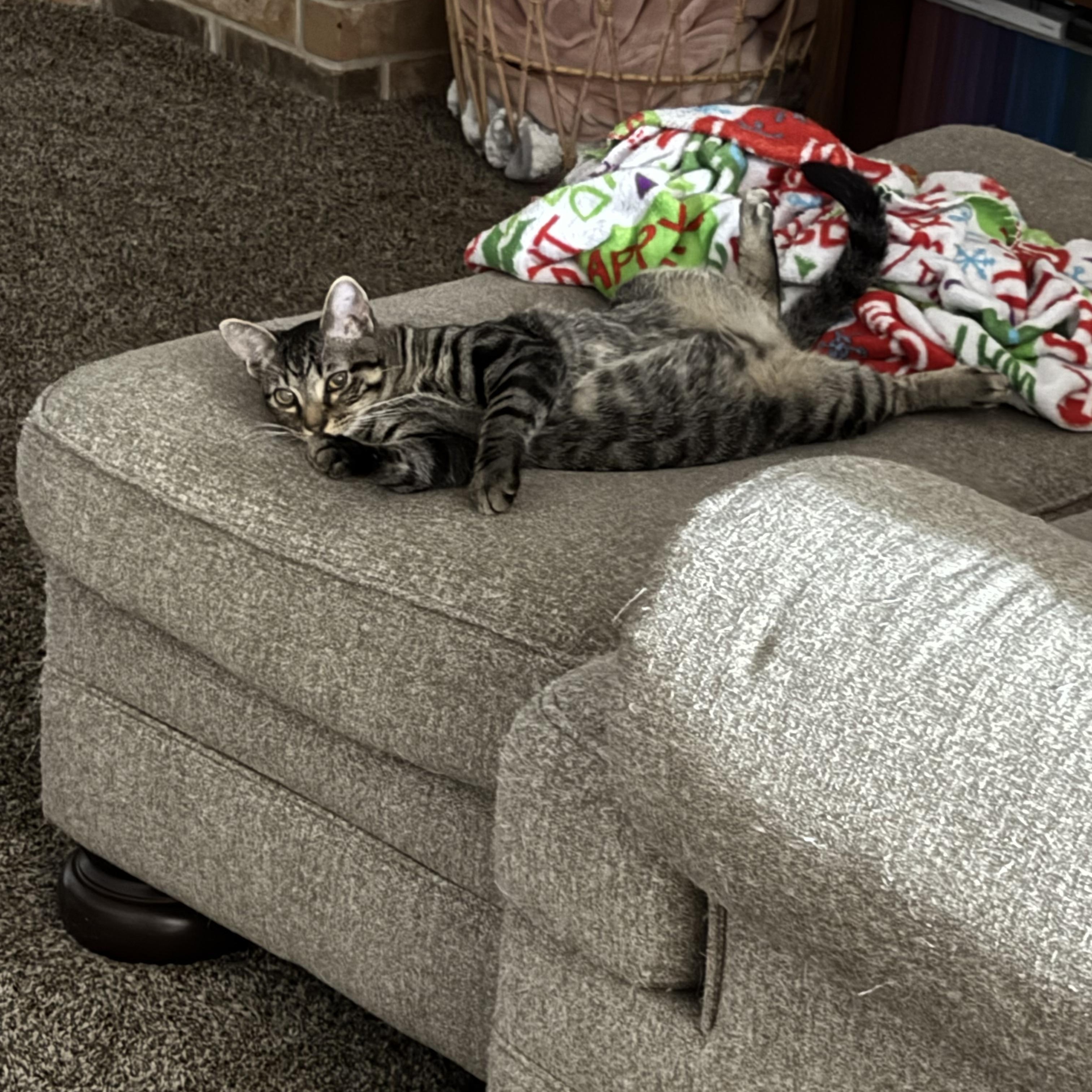 Root Beer , a ADOPTABLE Domestic Short Hair image 1/3