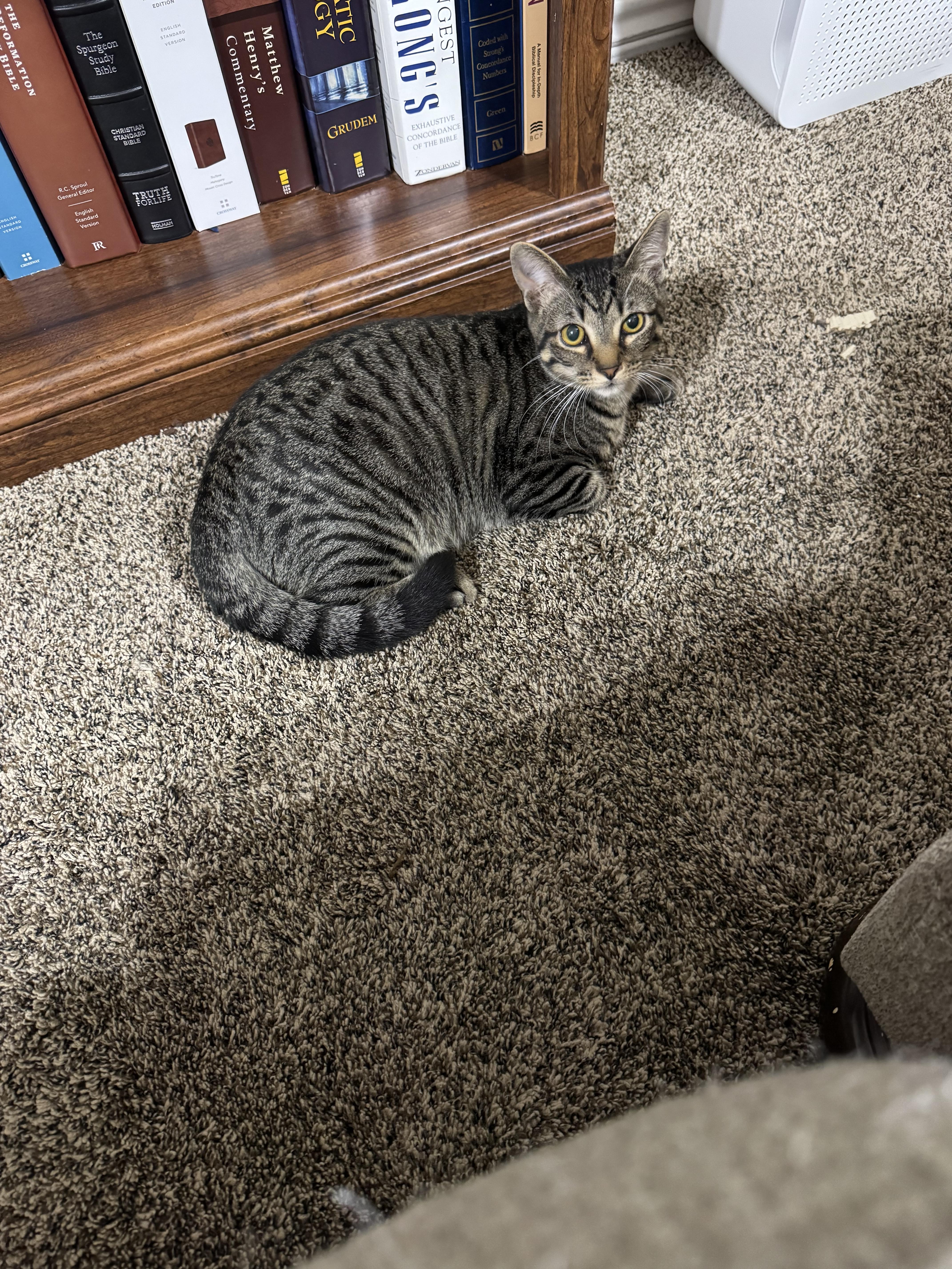 Root Beer , a ADOPTABLE Domestic Short Hair image 2/3