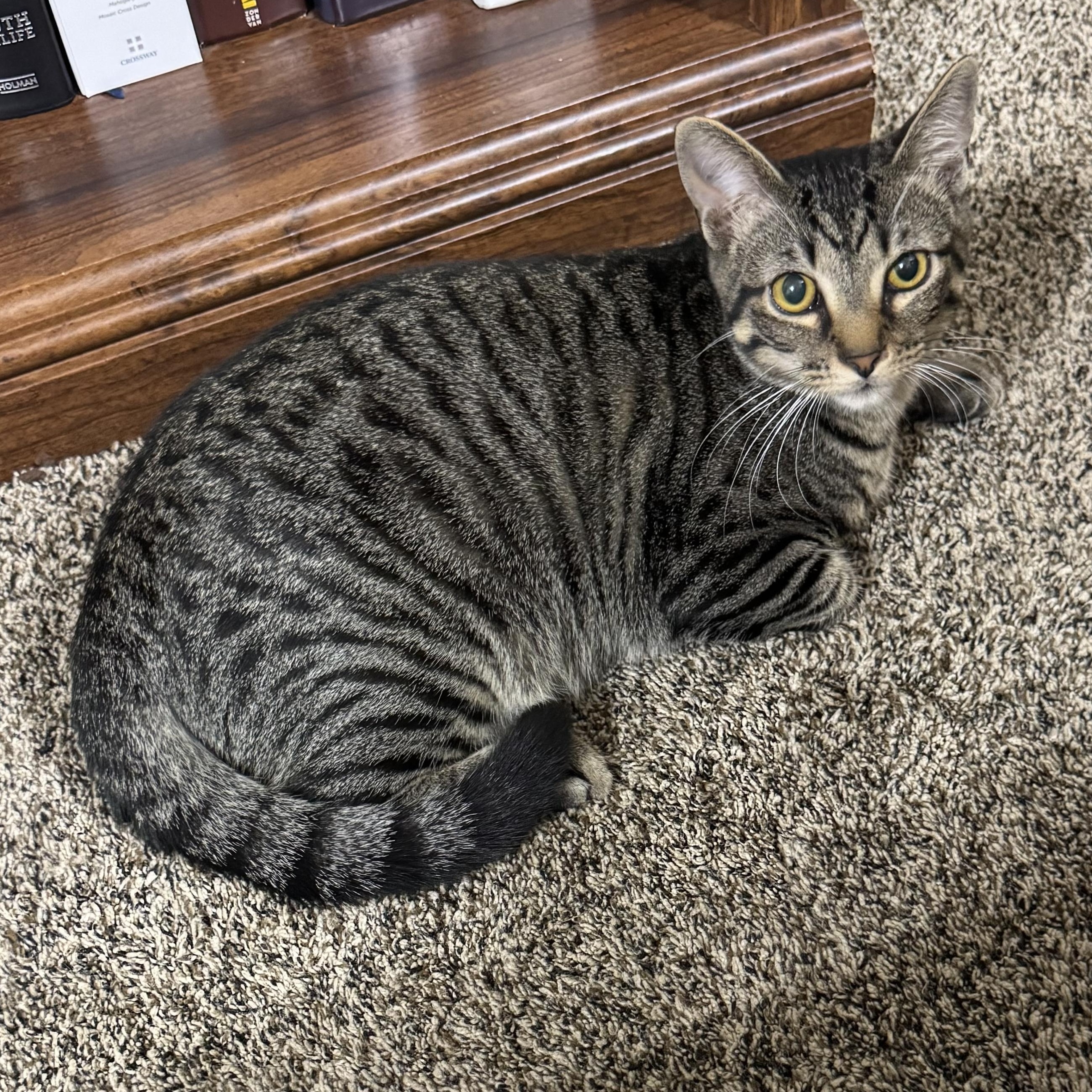 Root Beer , a ADOPTABLE Domestic Short Hair image 3/3