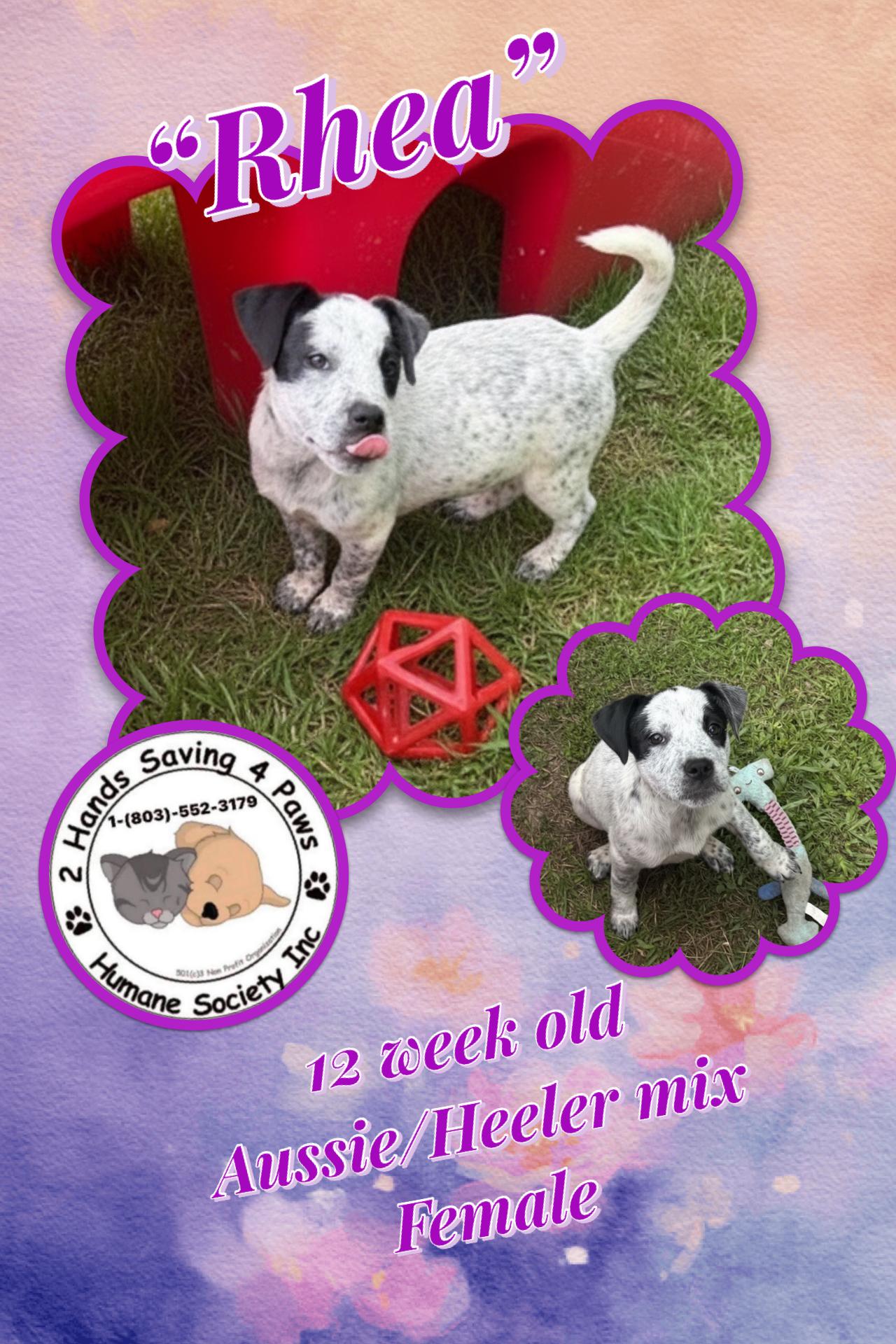 Rhea, Adoptable, Puppy Female Australian Cattle Dog / Blue Heeler.