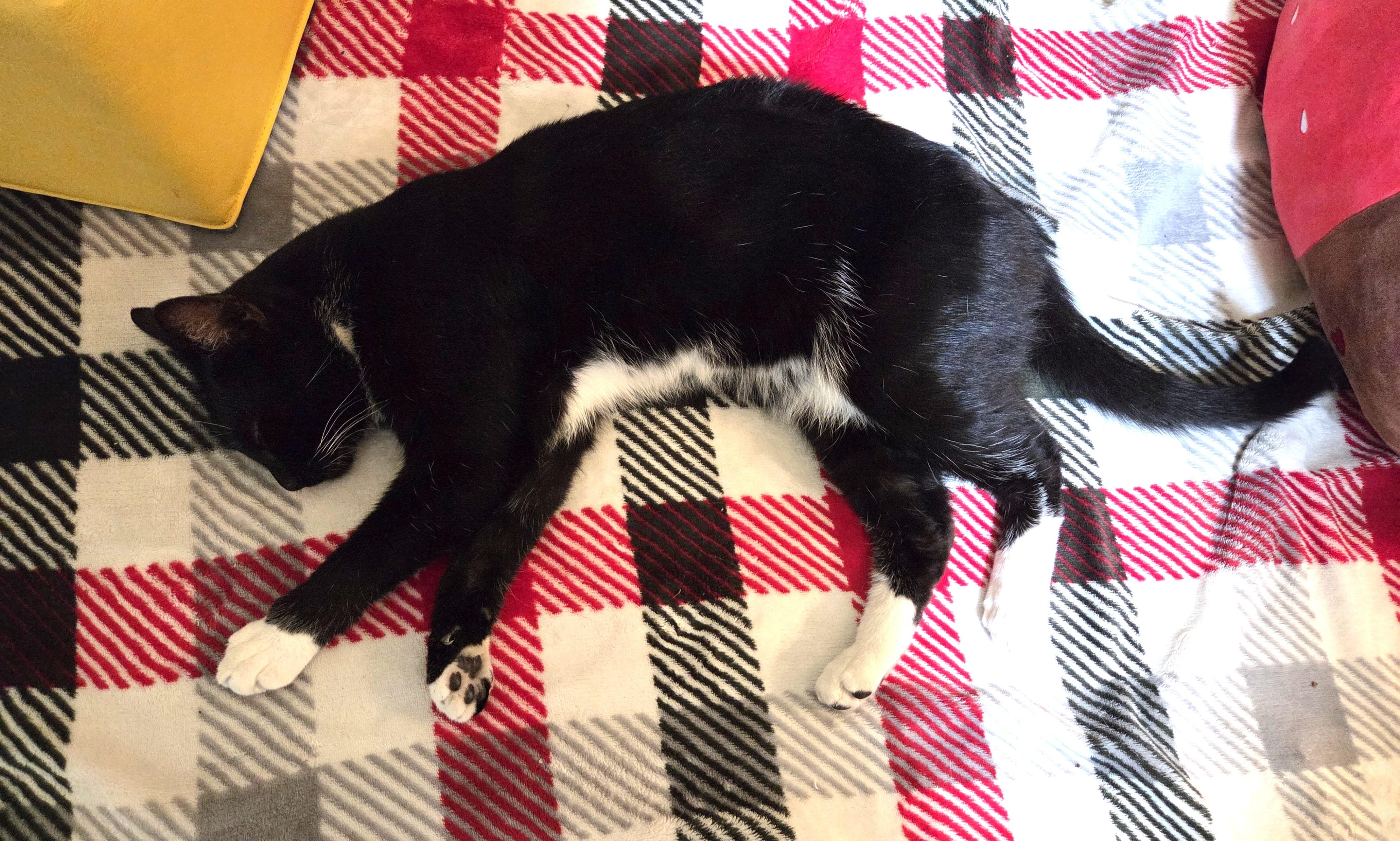 Enlarge Moonlight - A Handsome, Playful Tuxedo Boy - Courtesy Listing, a ADOPTABLE Tuxedo in Prescott, AZ image 5/5