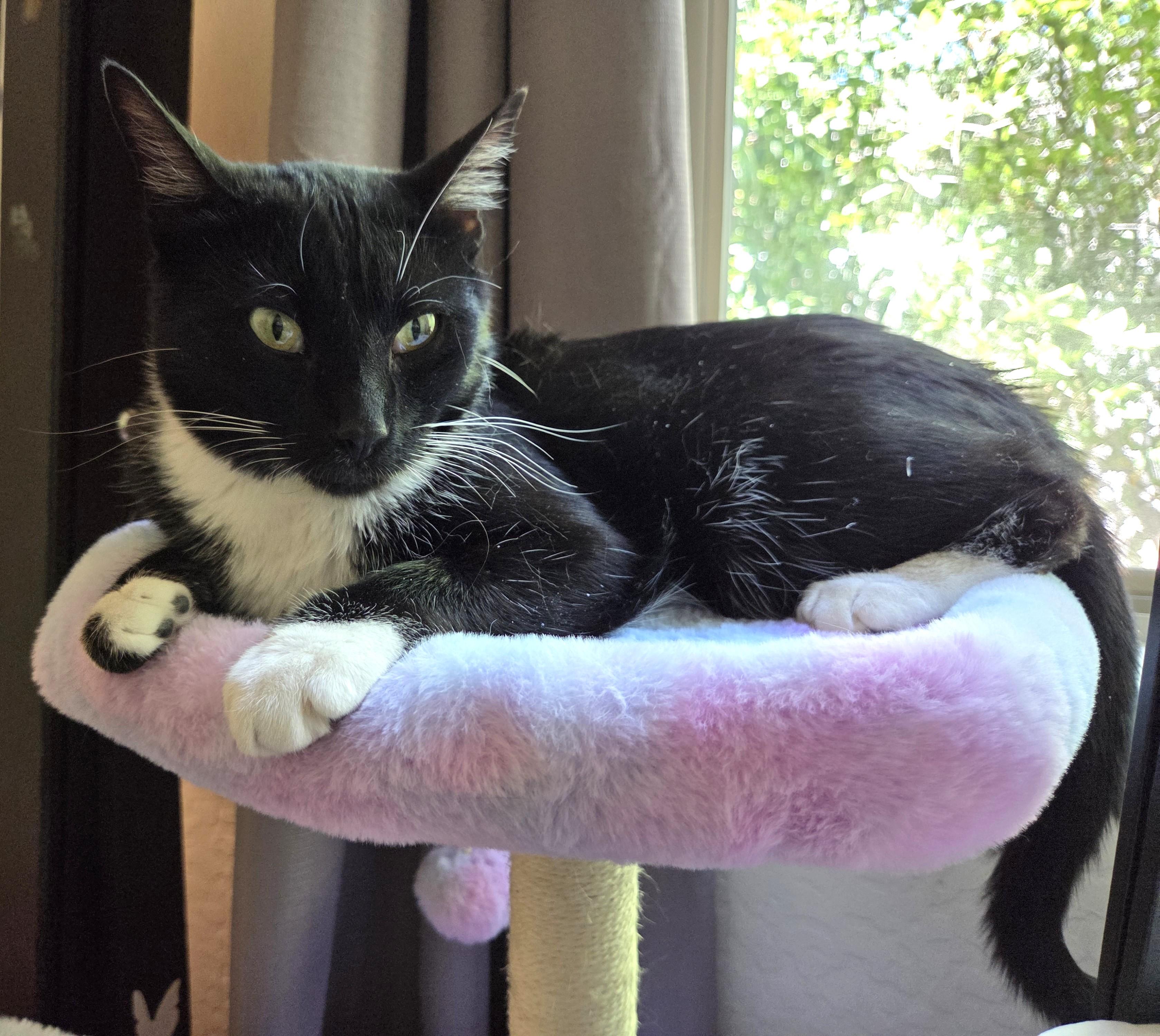 Enlarge Moonlight - A Handsome, Playful Tuxedo Boy - Courtesy Listing, a ADOPTABLE Tuxedo in Prescott, AZ image 2/5