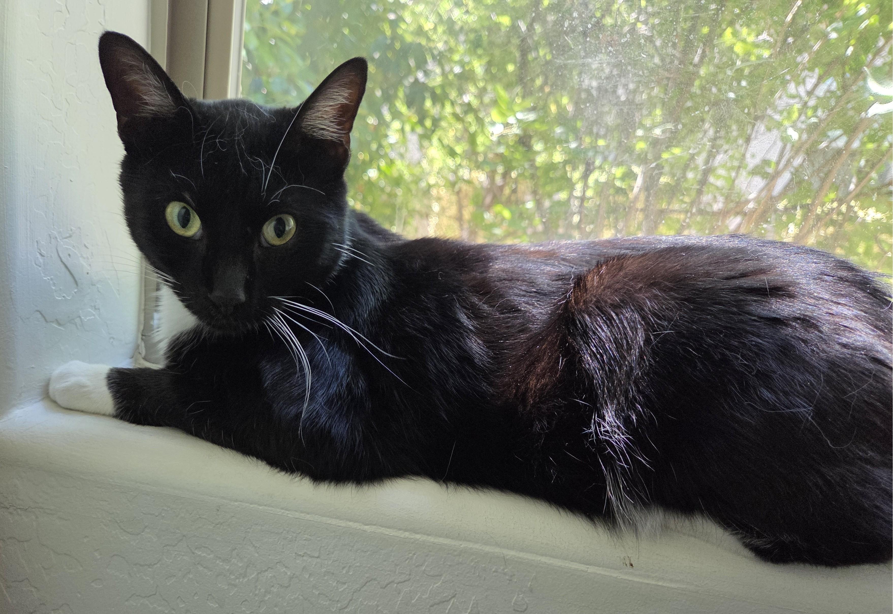 Enlarge Moonlight - A Handsome, Playful Tuxedo Boy - Courtesy Listing, a ADOPTABLE Tuxedo in Prescott, AZ image 3/5