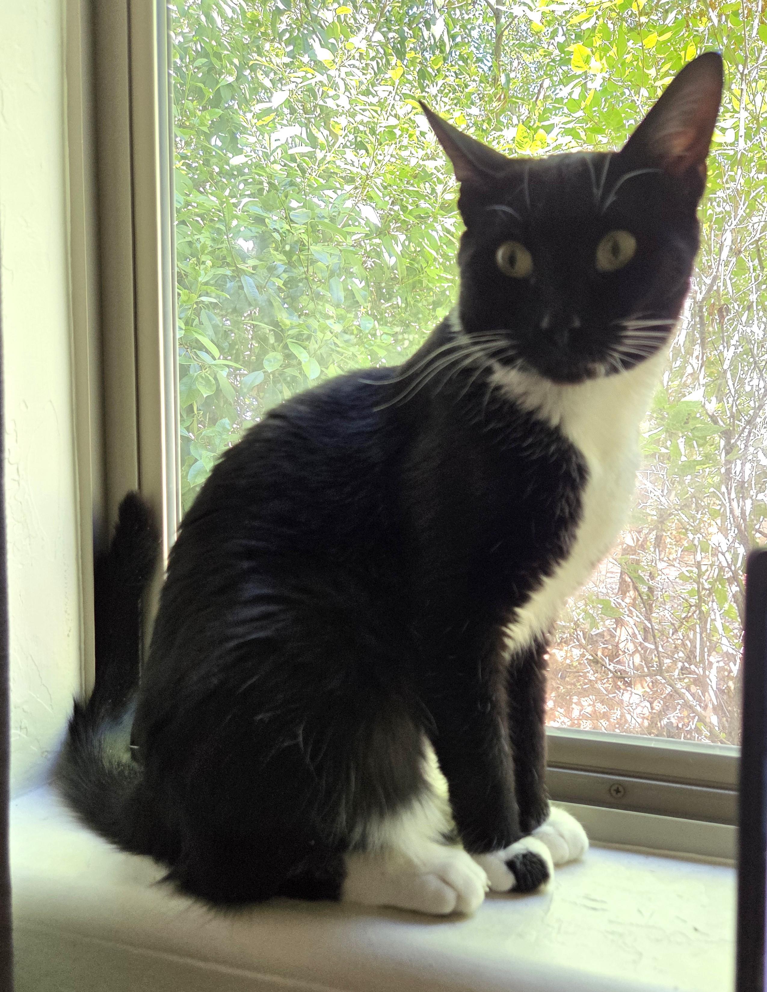 Moonlight - A Handsome, Playful Tuxedo Boy - Courtesy Listing, ADOPTABLE, Young Male Tuxedo.