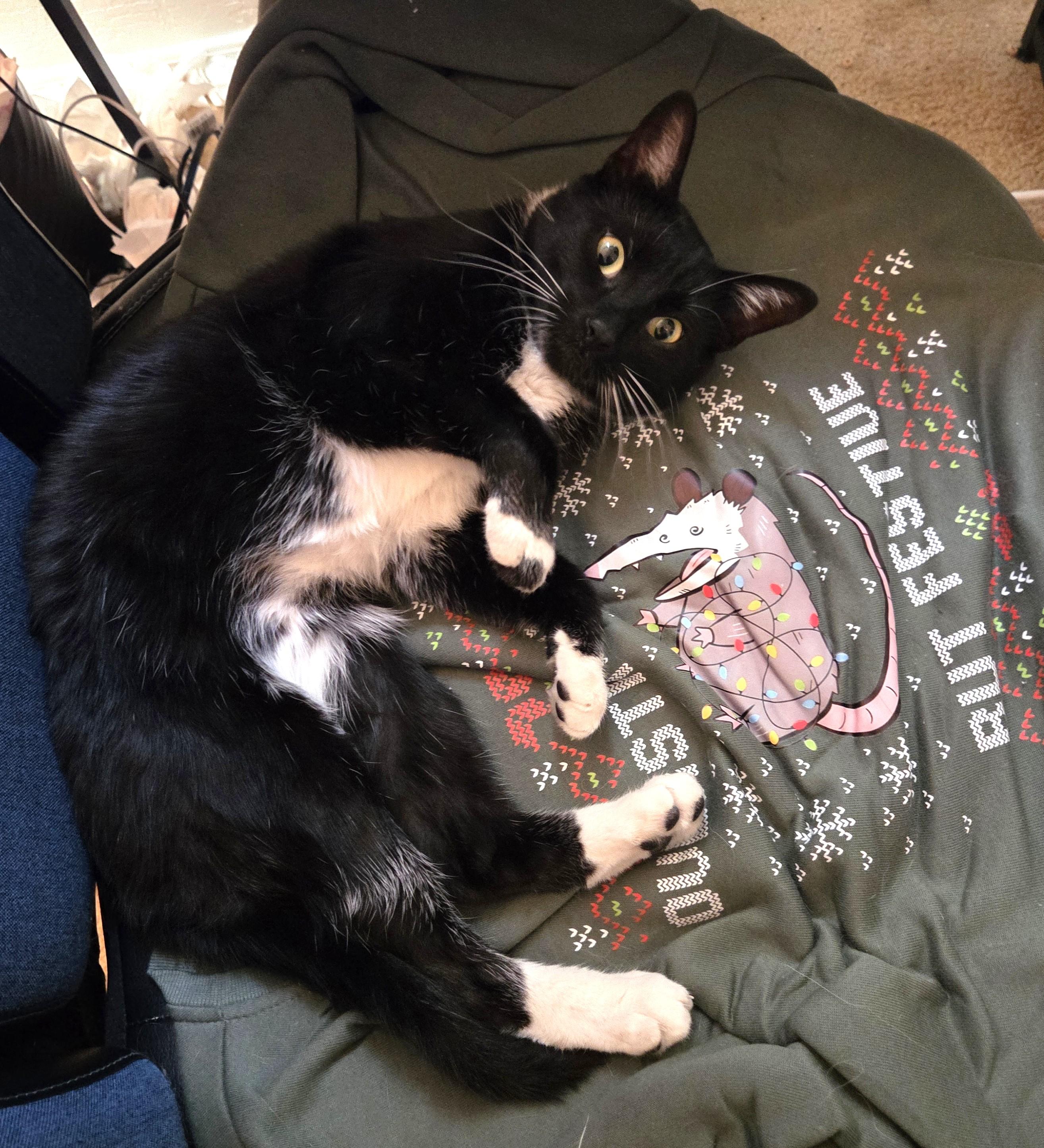 Enlarge Moonlight - A Handsome, Playful Tuxedo Boy - Courtesy Listing, a ADOPTABLE Tuxedo in Prescott, AZ image 4/5
