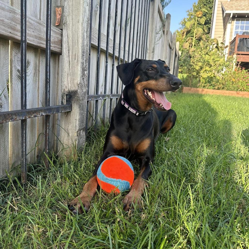 Daisy Mae, Adoptable, Adult Female Doberman Pinscher.