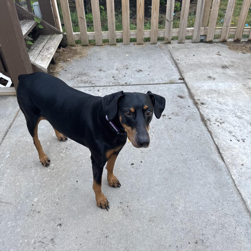 Enlarge Daisy Mae, a Adoptable Doberman Pinscher in Wichita, KS image 2/6