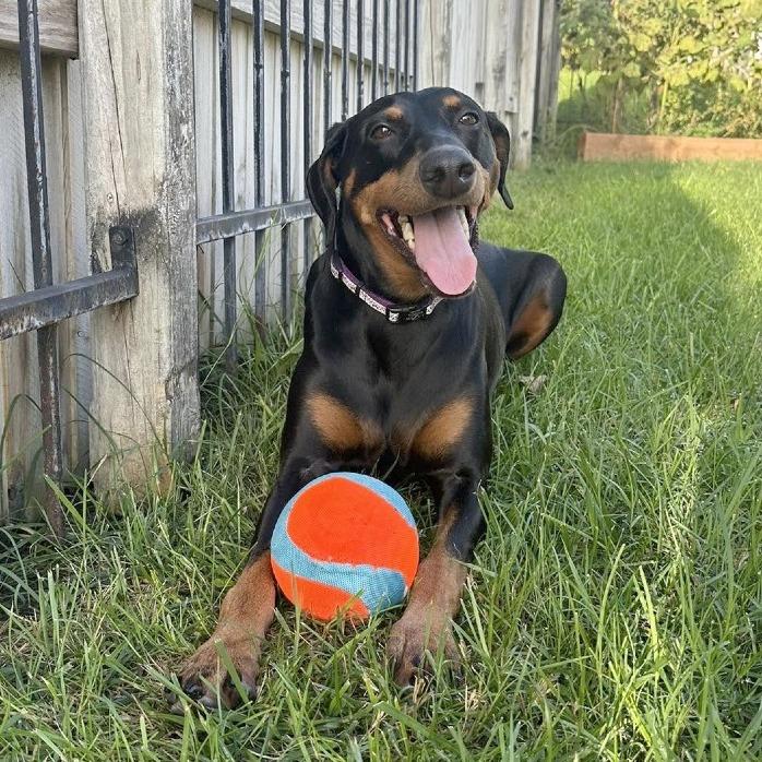 Enlarge Daisy Mae, a Adoptable Doberman Pinscher in Wichita, KS image 3/6