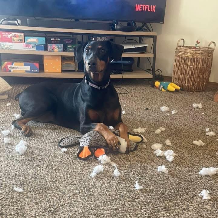 Enlarge Daisy Mae, a Adoptable Doberman Pinscher in Wichita, KS image 4/6