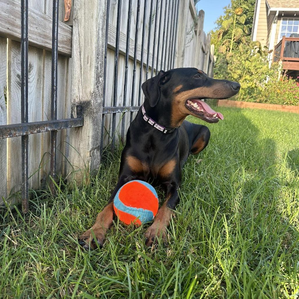 Enlarge Daisy Mae, a Adoptable Doberman Pinscher in Wichita, KS image 5/6