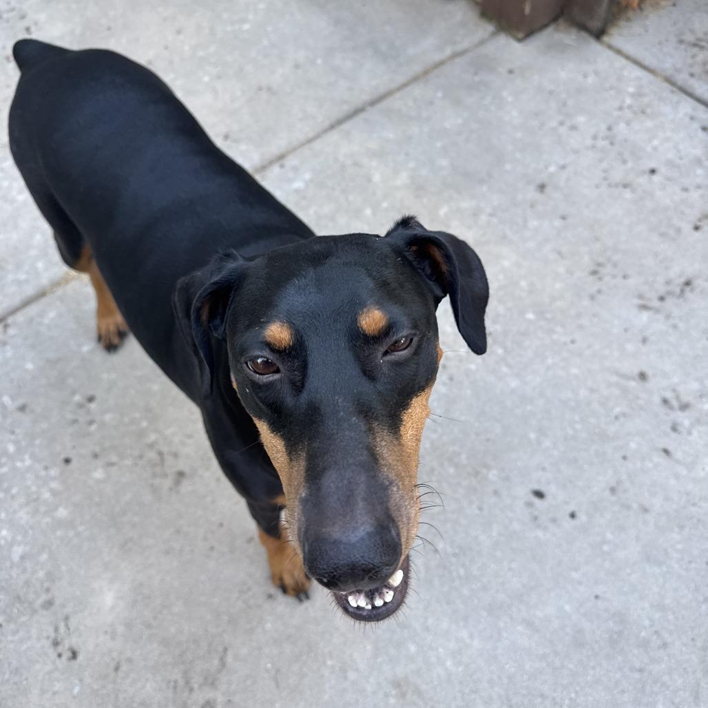 Enlarge Daisy Mae, a Adoptable Doberman Pinscher in Wichita, KS image 6/6