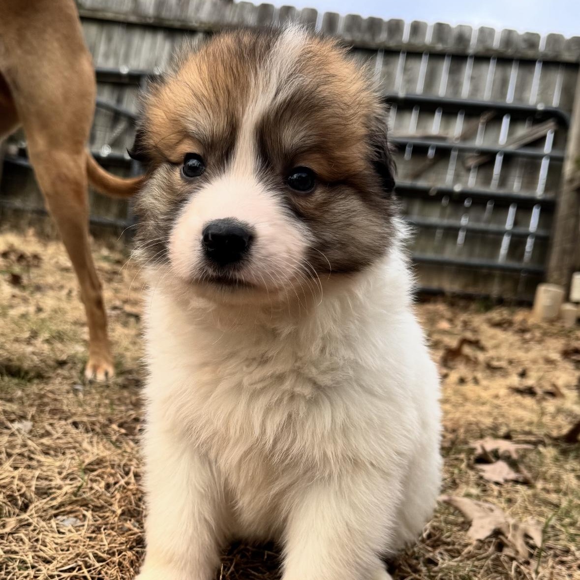 Enlarge Bummocks, an adoptable mixed breed in Thompson's Station, TN image 1/2