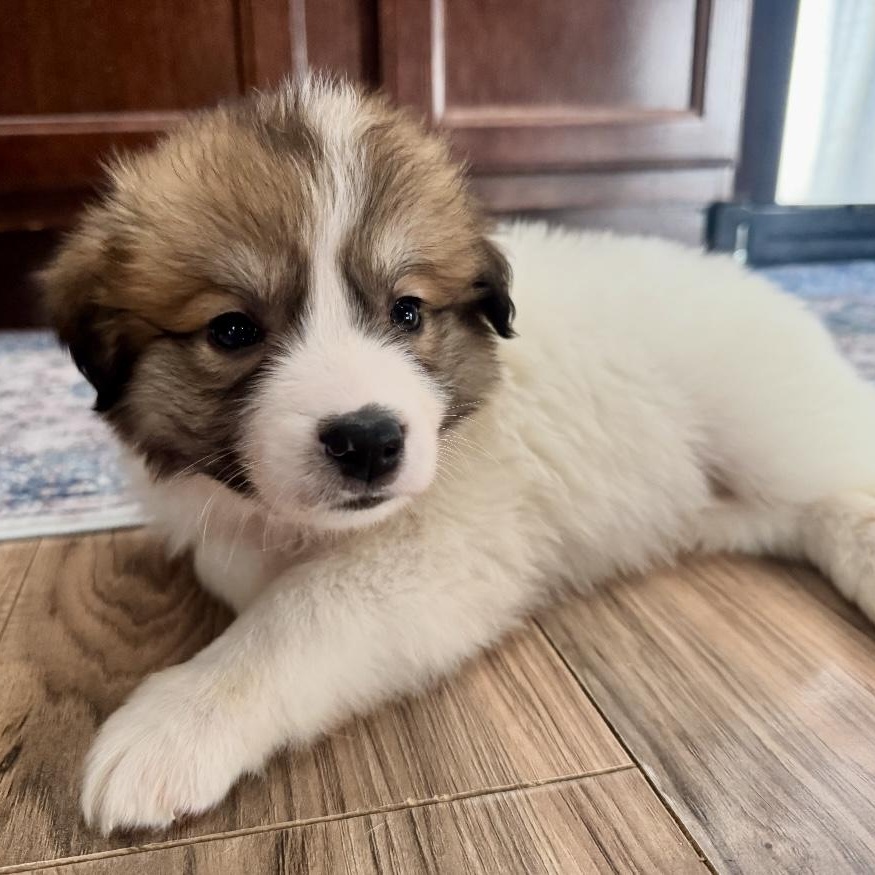 Enlarge Bummocks, an adoptable mixed breed in Thompson's Station, TN image 2/2