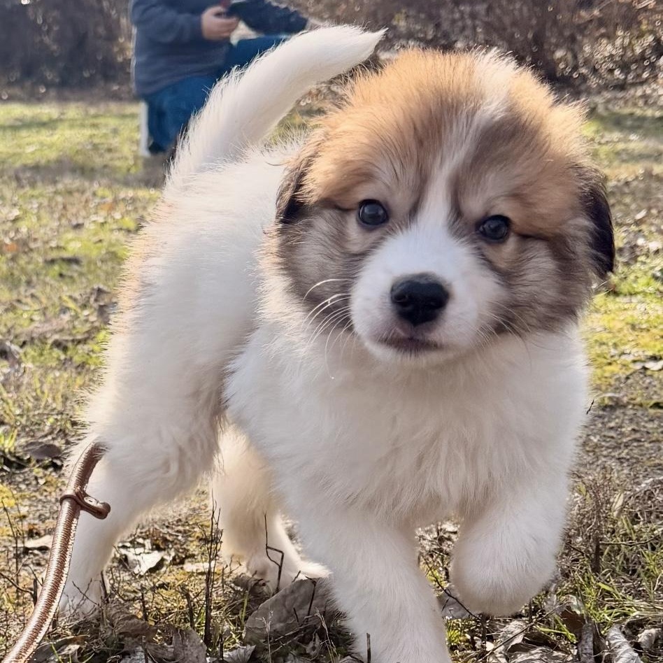Bummocks, adoptable, Puppy Male Australian Shepherd.