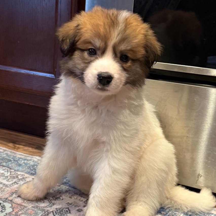 Enlarge Bummocks, an adopted mixed breed in Thompson's Station, TN image 2/4