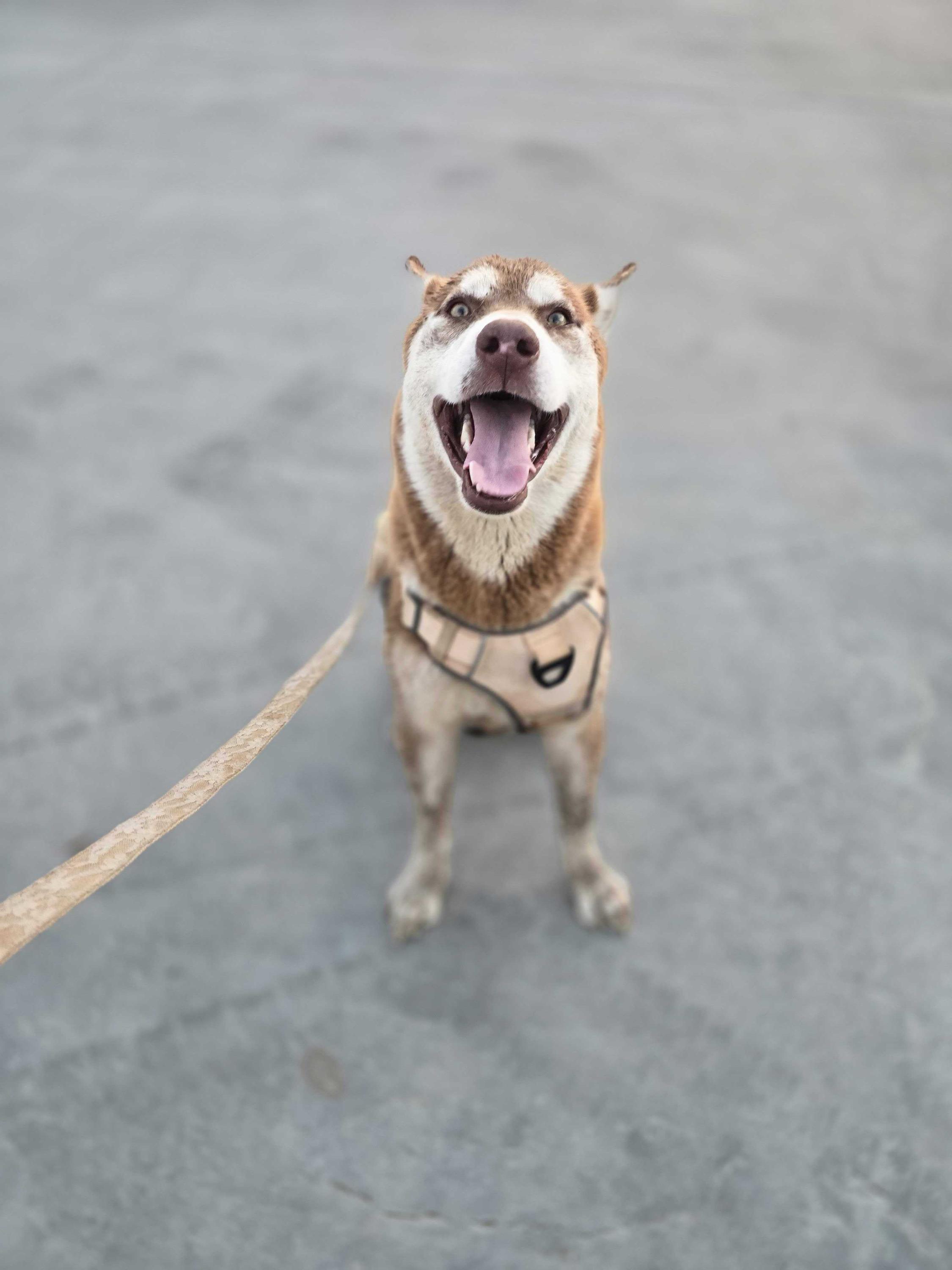 Enlarge Roscoe, a Adoptable mixed breed in San Rafael, CA image 3/6