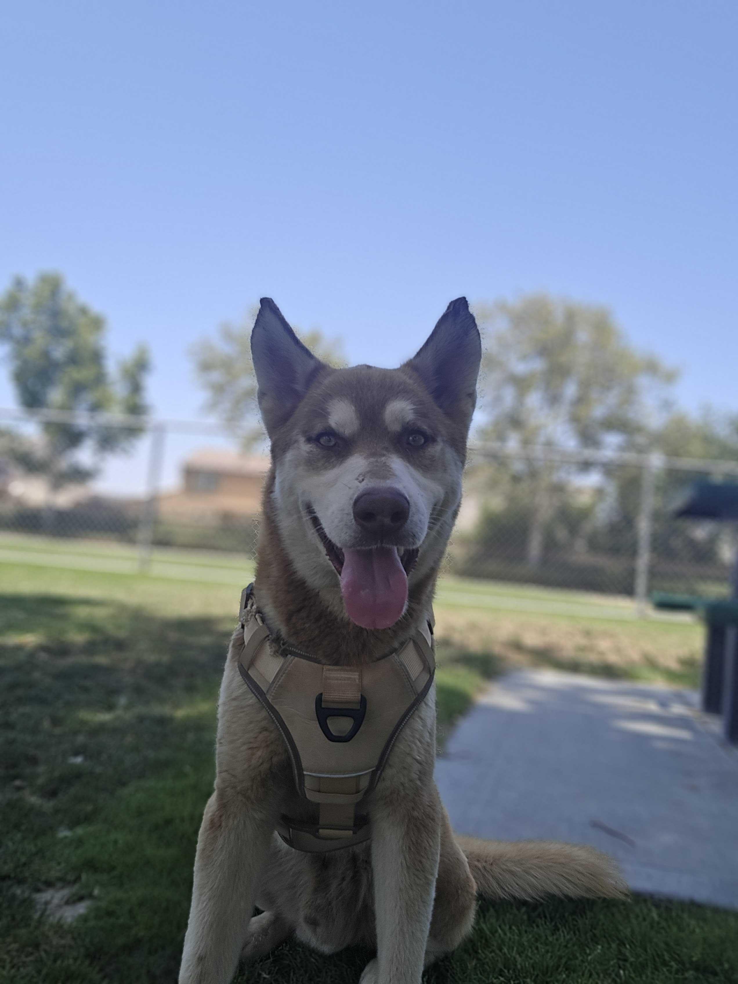 Enlarge Roscoe, a Adoptable mixed breed in San Rafael, CA image 2/6