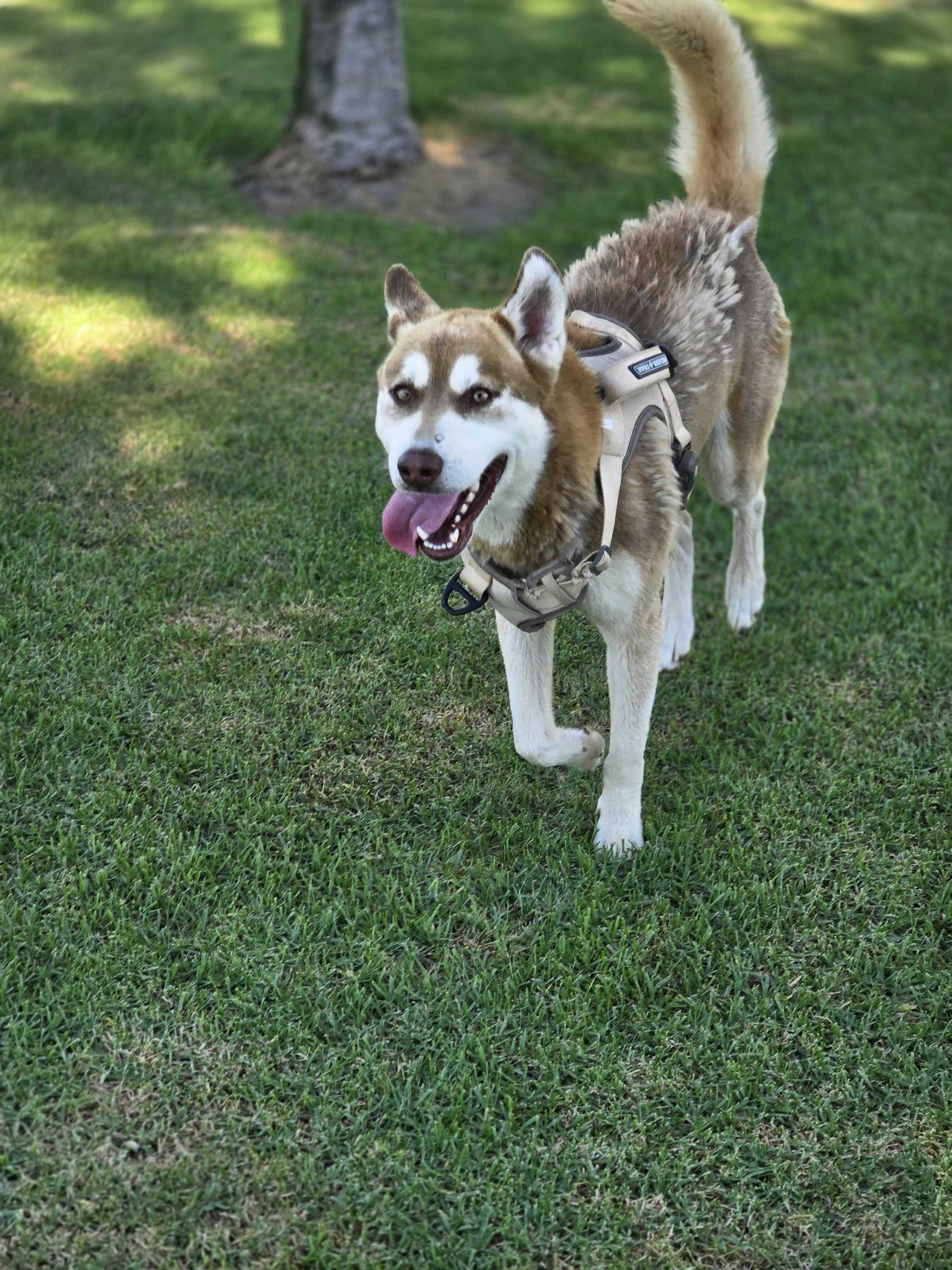 Enlarge Roscoe, a Adoptable mixed breed in San Rafael, CA image 5/6