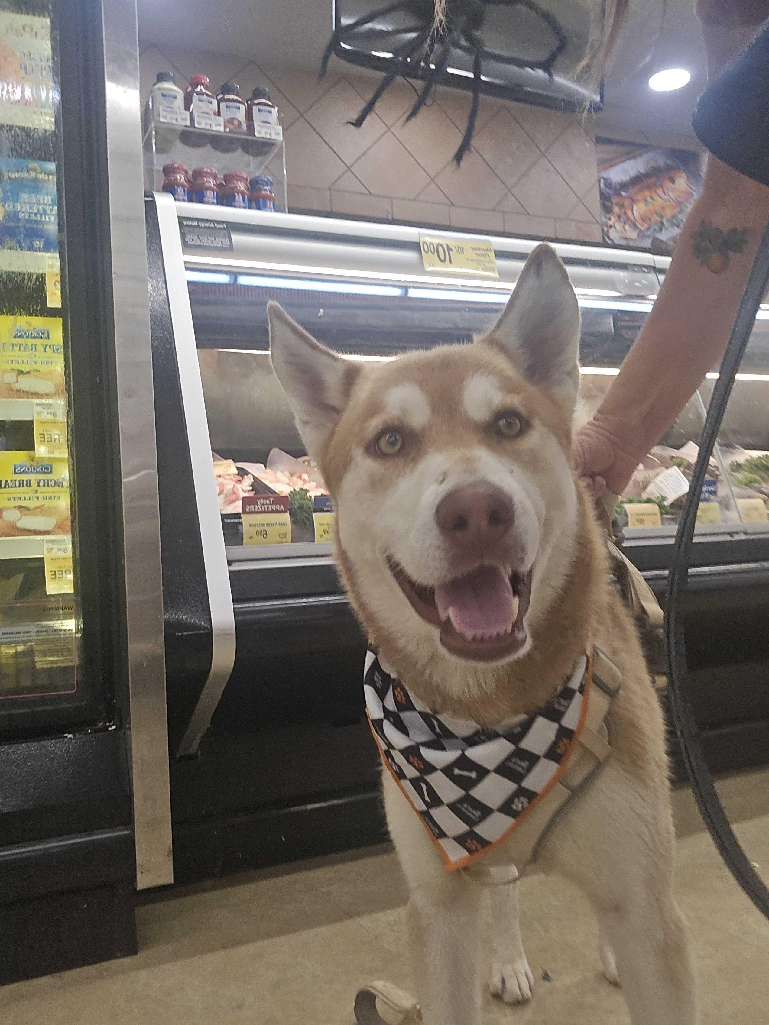 Enlarge Roscoe, a Adoptable mixed breed in San Rafael, CA image 6/6
