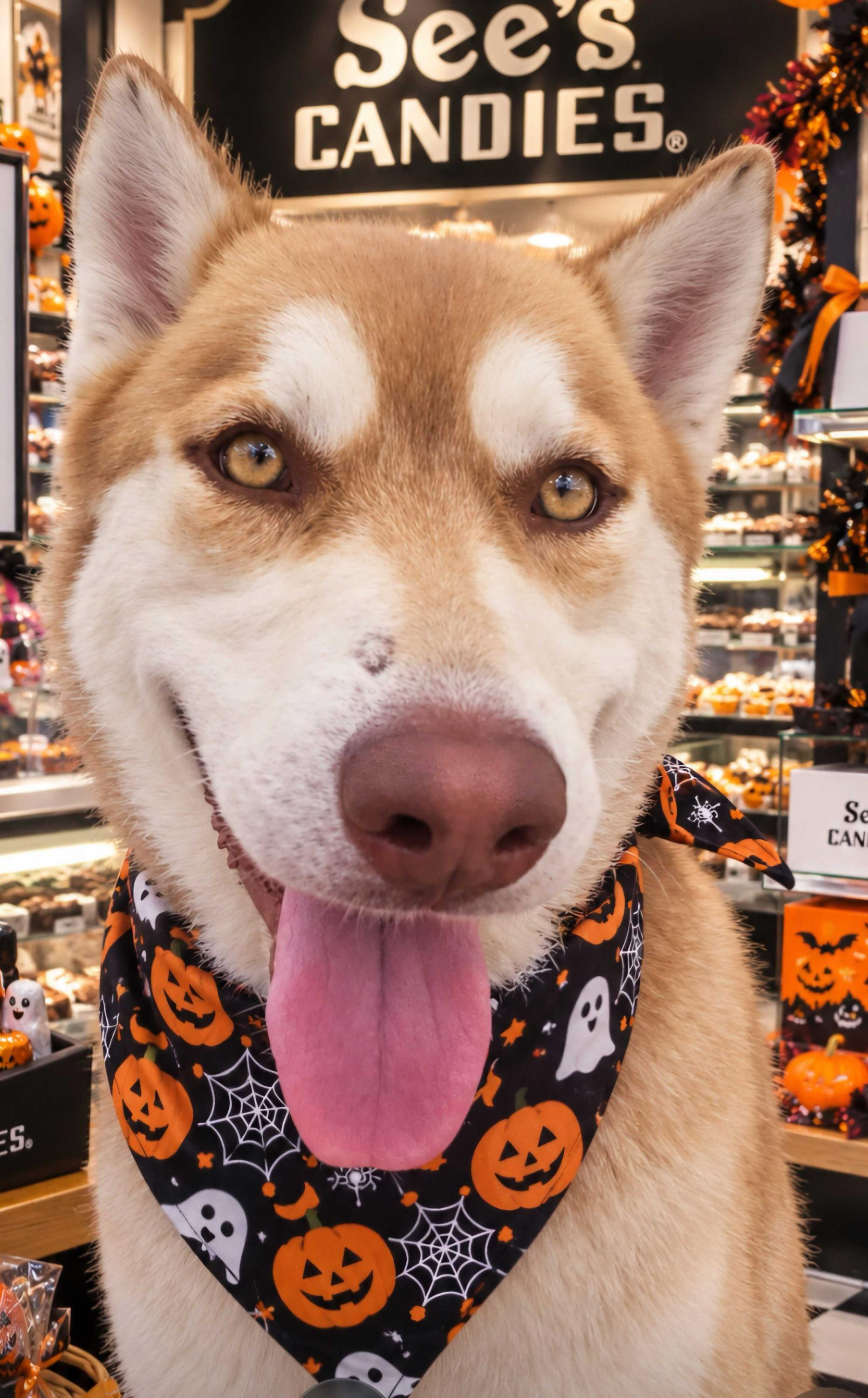Roscoe, Adoptable, Young Male Siberian Husky & Alaskan Malamute.