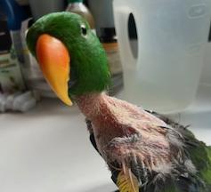 Enlarge Jaco, a Adoptable Eclectus in Fairfax, VA image 1/4