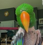 Enlarge Jaco, a Adoptable Eclectus in Fairfax, VA image 2/4