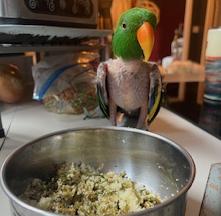 Enlarge Jaco, a Adoptable Eclectus in Fairfax, VA image 3/4