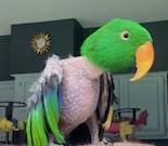 Enlarge Jaco, a Adoptable Eclectus in Fairfax, VA image 4/4