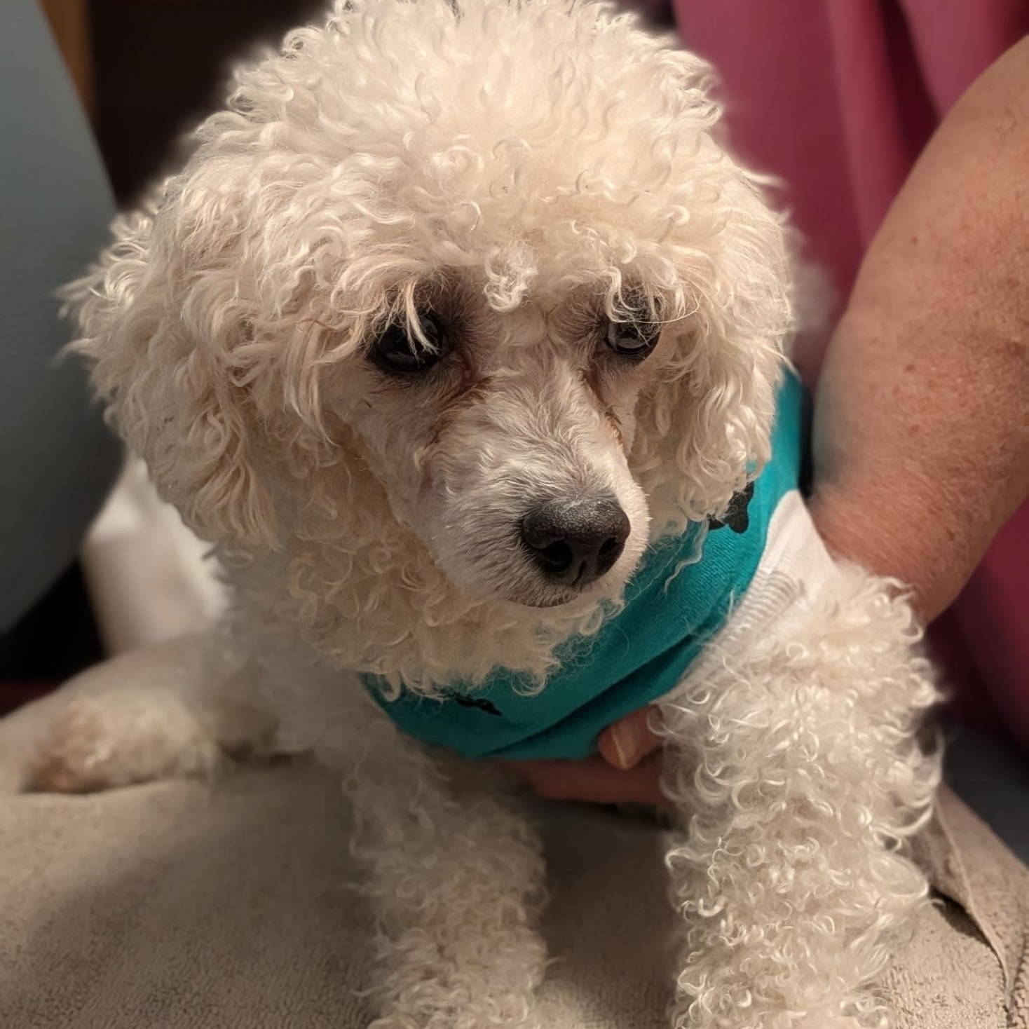 Kendra, adopted, Adult Female Bichon Frise.