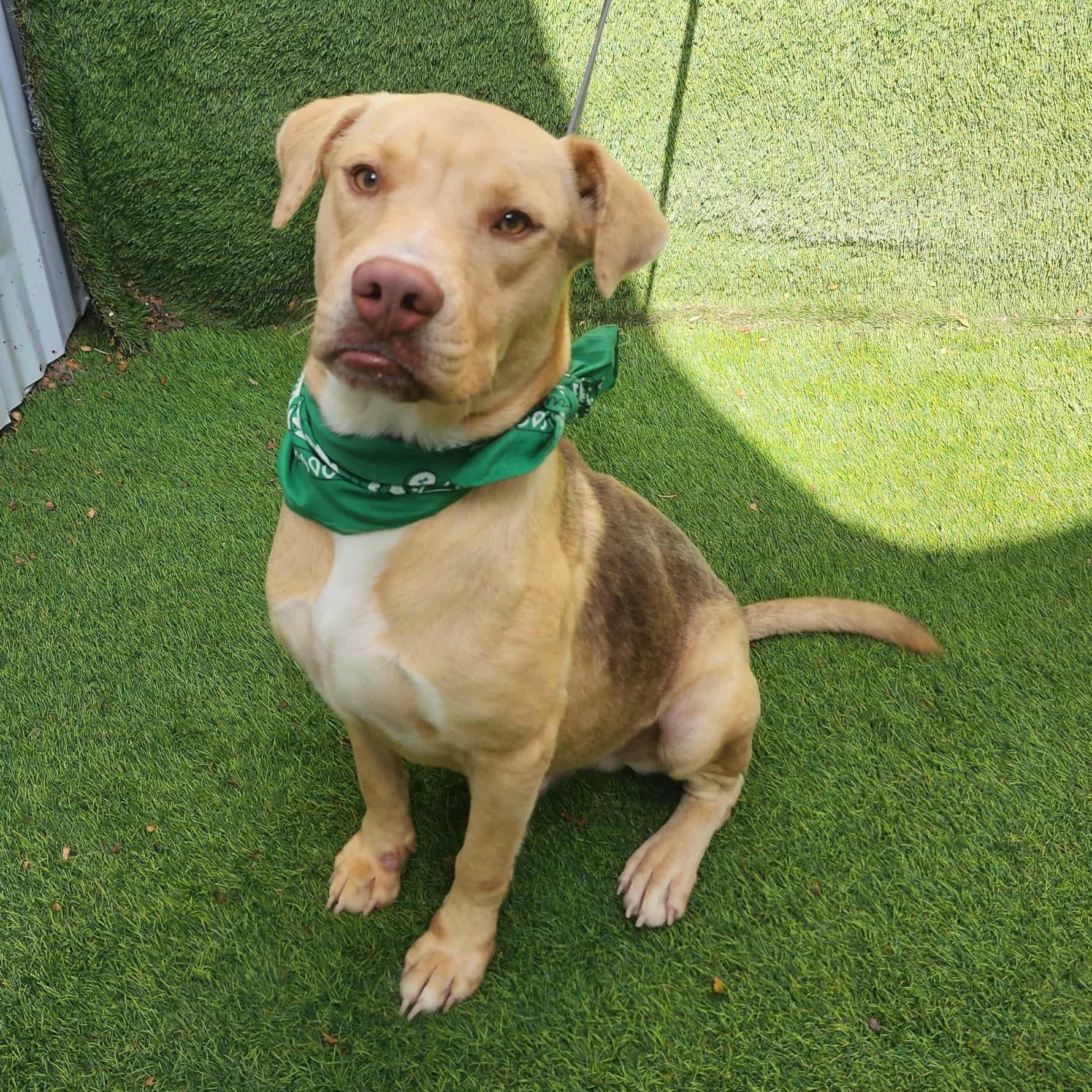 Iggy — thumbnail 2