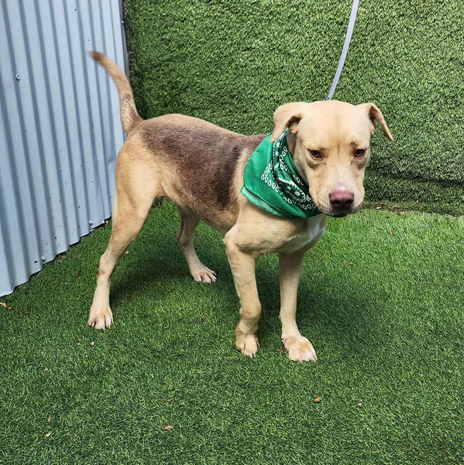 Iggy — thumbnail 3