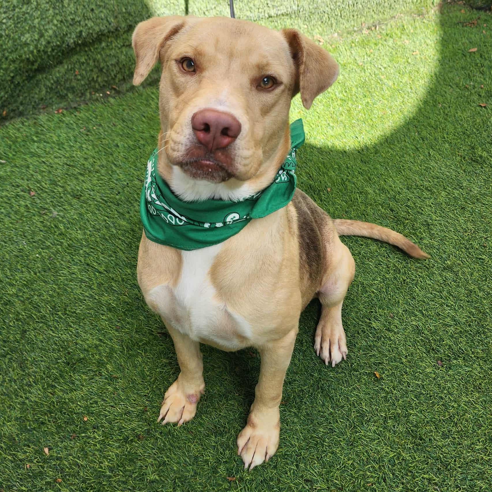 Iggy — thumbnail 5