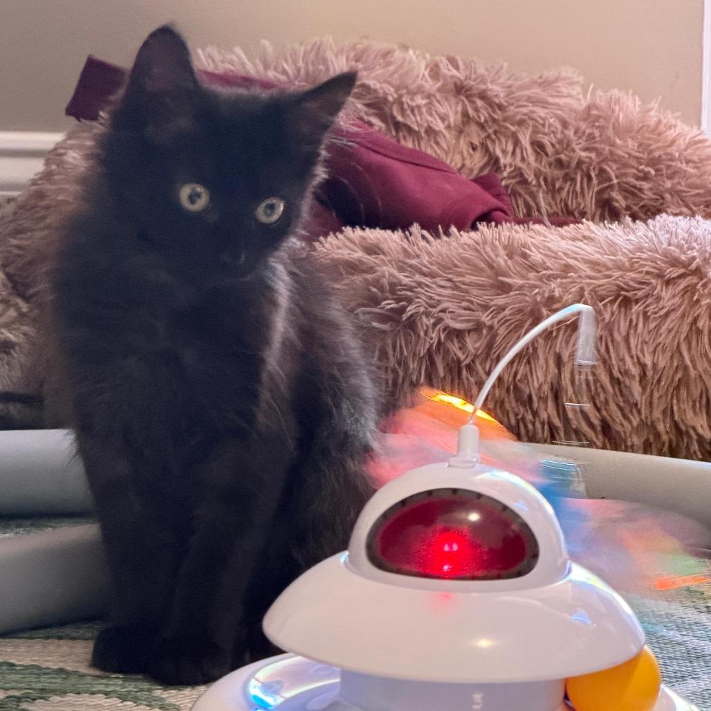 Ojitos, Adoptable, Young Male Domestic Medium Hair.