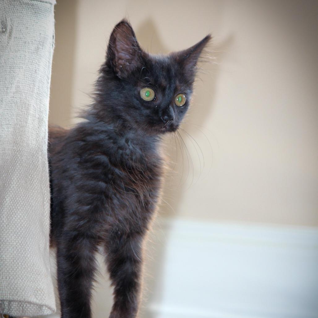 Enlarge Ojitos, a Adoptable Domestic Medium Hair in Parkland, FL image 2/5