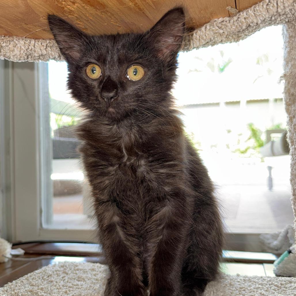 Enlarge Ojitos, a Adoptable Domestic Medium Hair in Parkland, FL image 3/5