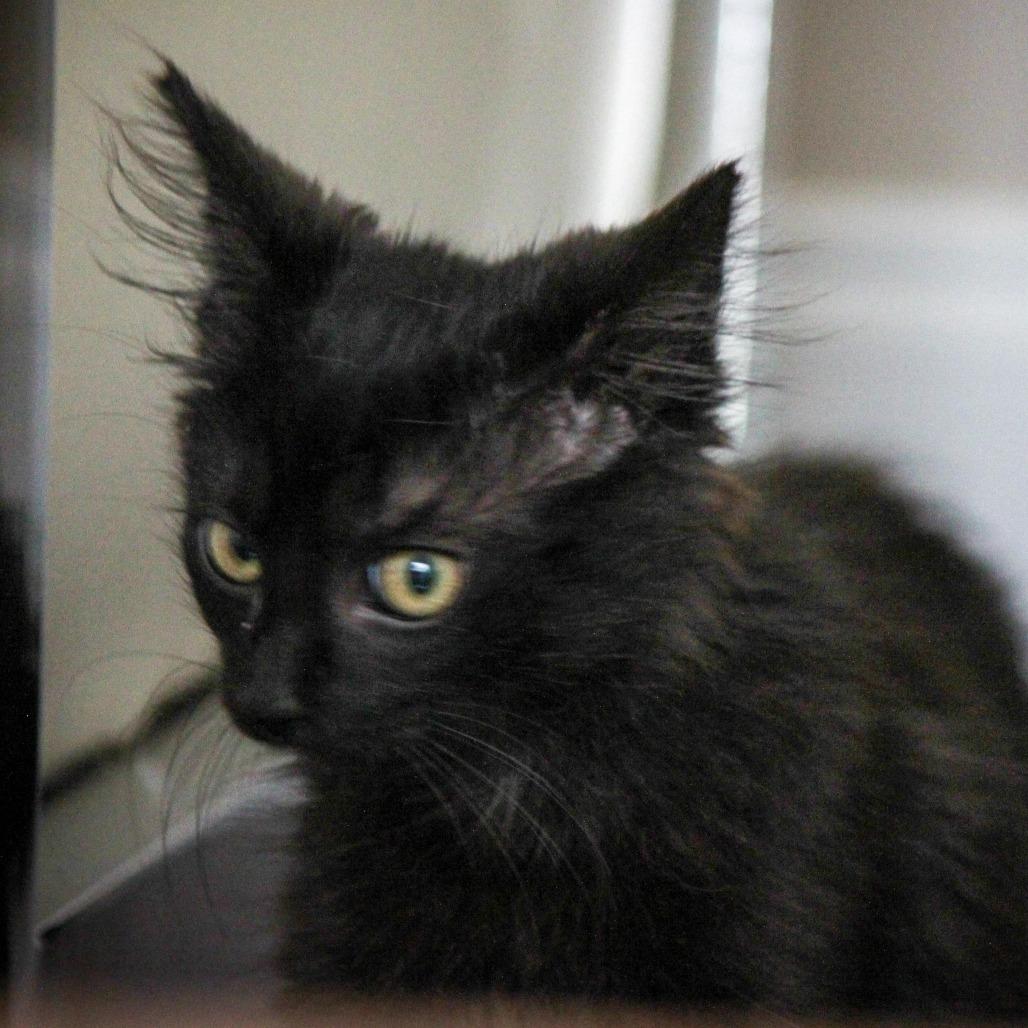 Enlarge Ojitos, a Adoptable Domestic Medium Hair in Parkland, FL image 5/5