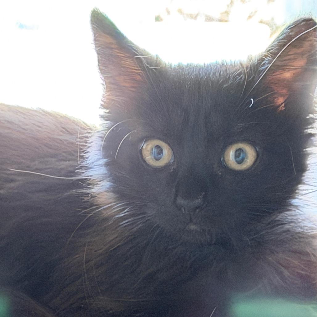 Enlarge Ojitos, a Adoptable Domestic Medium Hair in Parkland, FL image 4/5