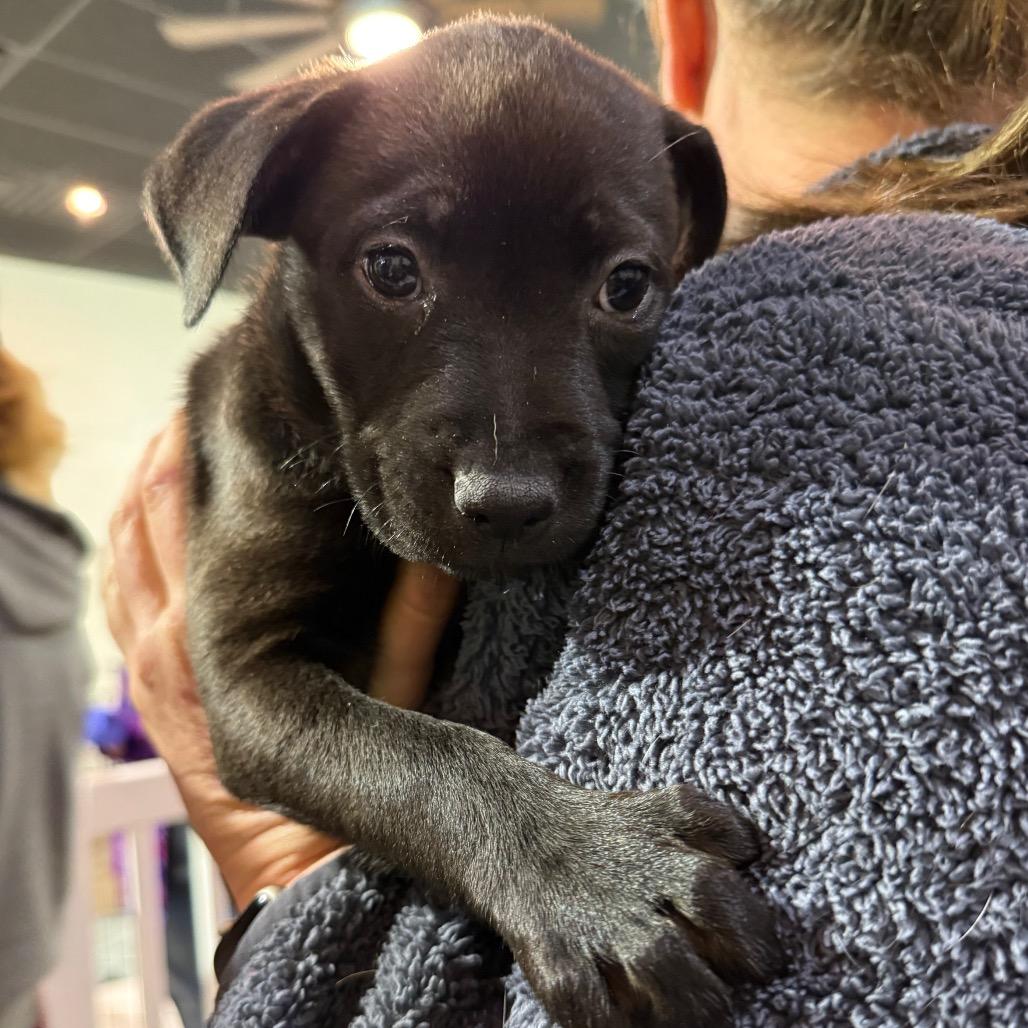 909 (2025), Adoptable, Puppy Female Pit Bull Terrier.